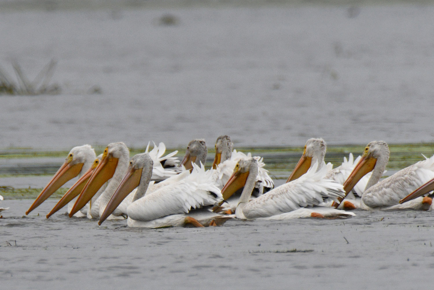 Advances and Environmental Conditions of Spring Migration Phenology of American  White Pelicans