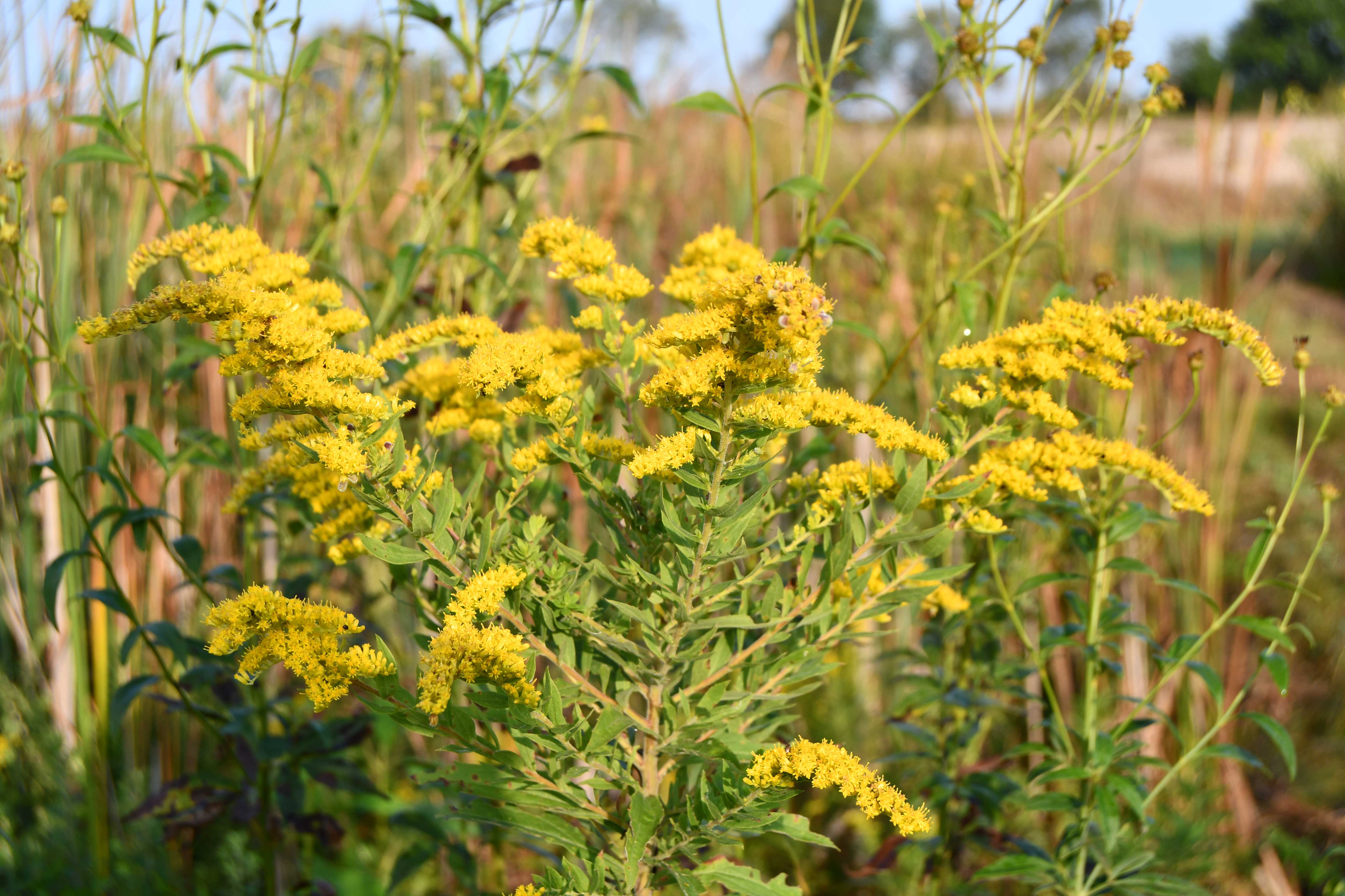 Goldenrod in a prairie.