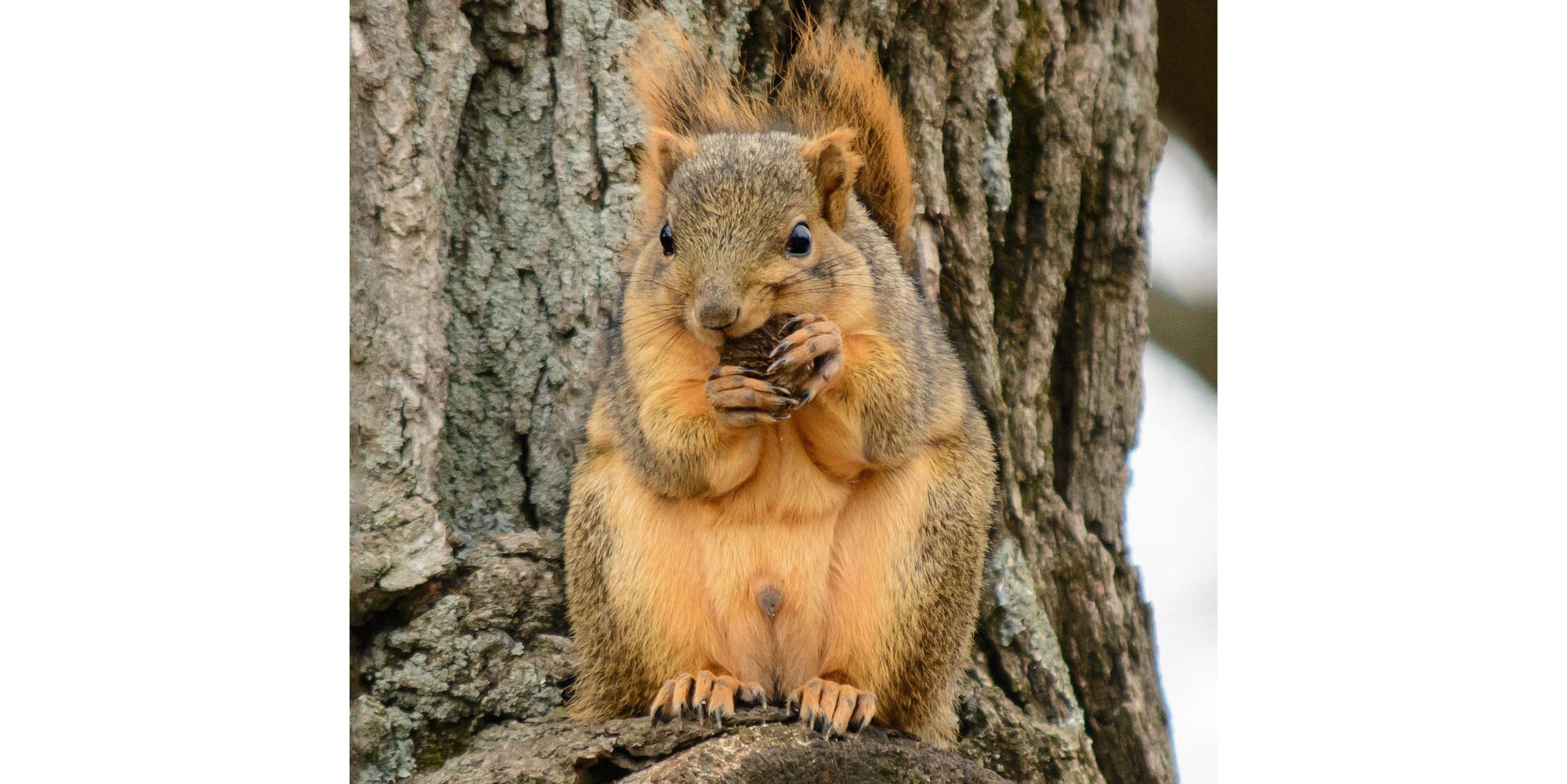 A squirrel eating a nut in a tree.