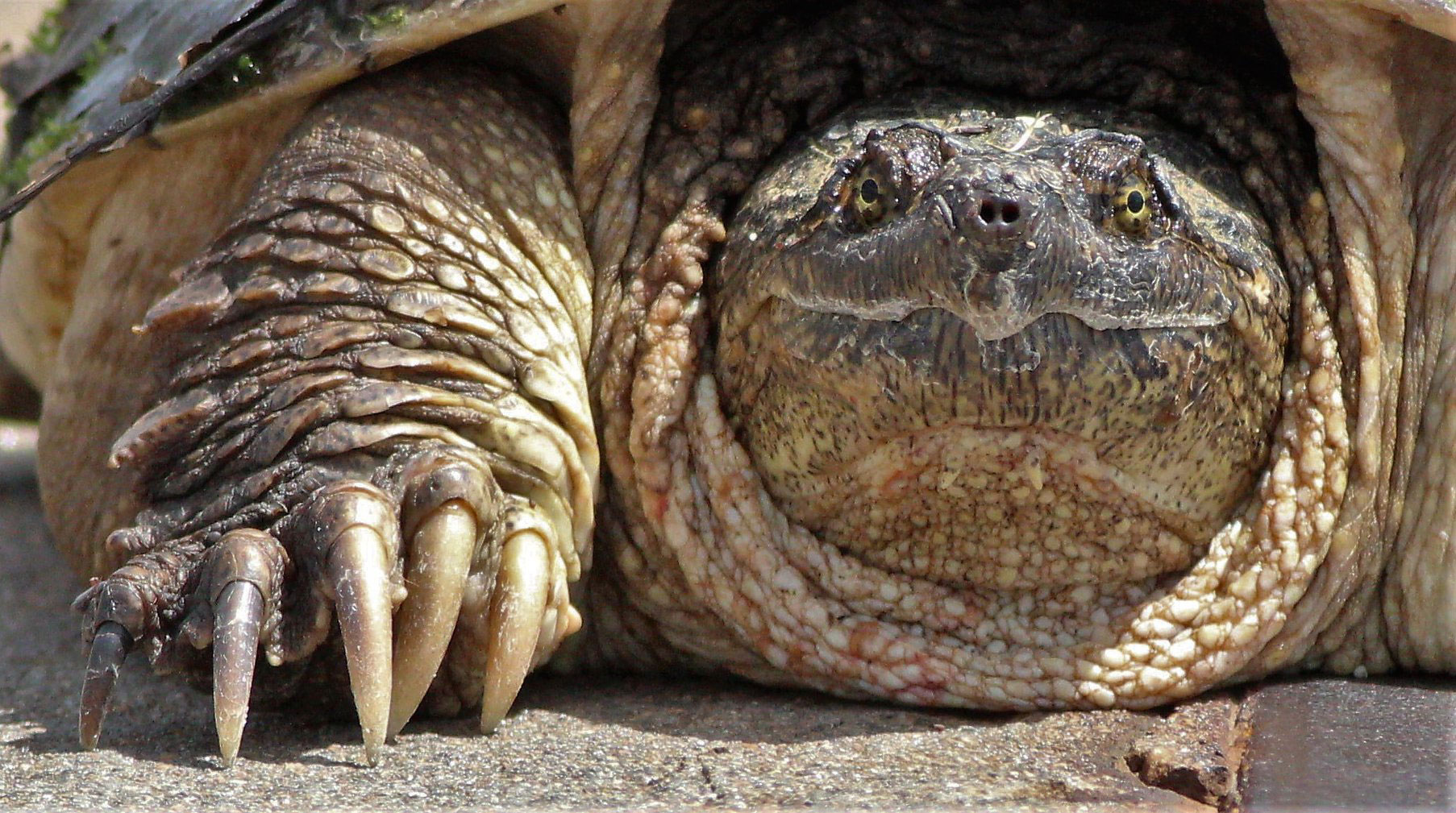 Nature curiosity Why and how do turtles breathe with their butts