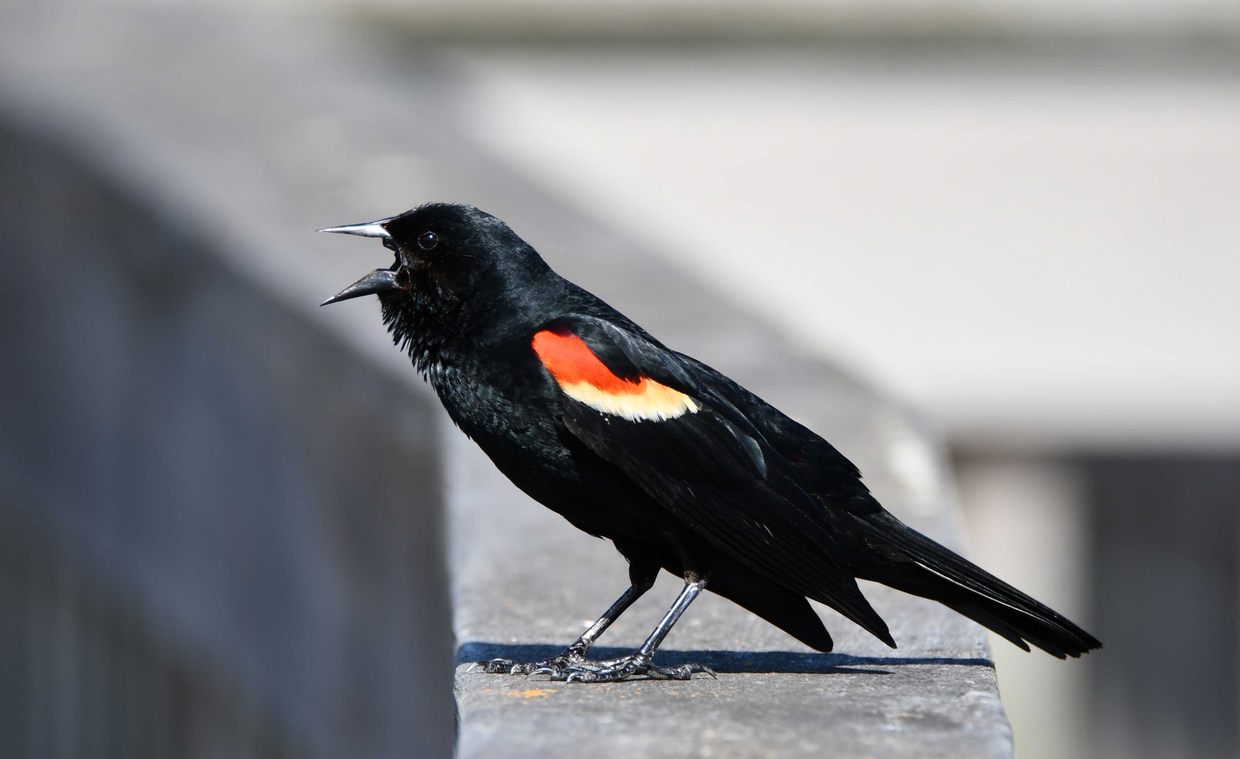 A red-winged blackbird with its mouth open.