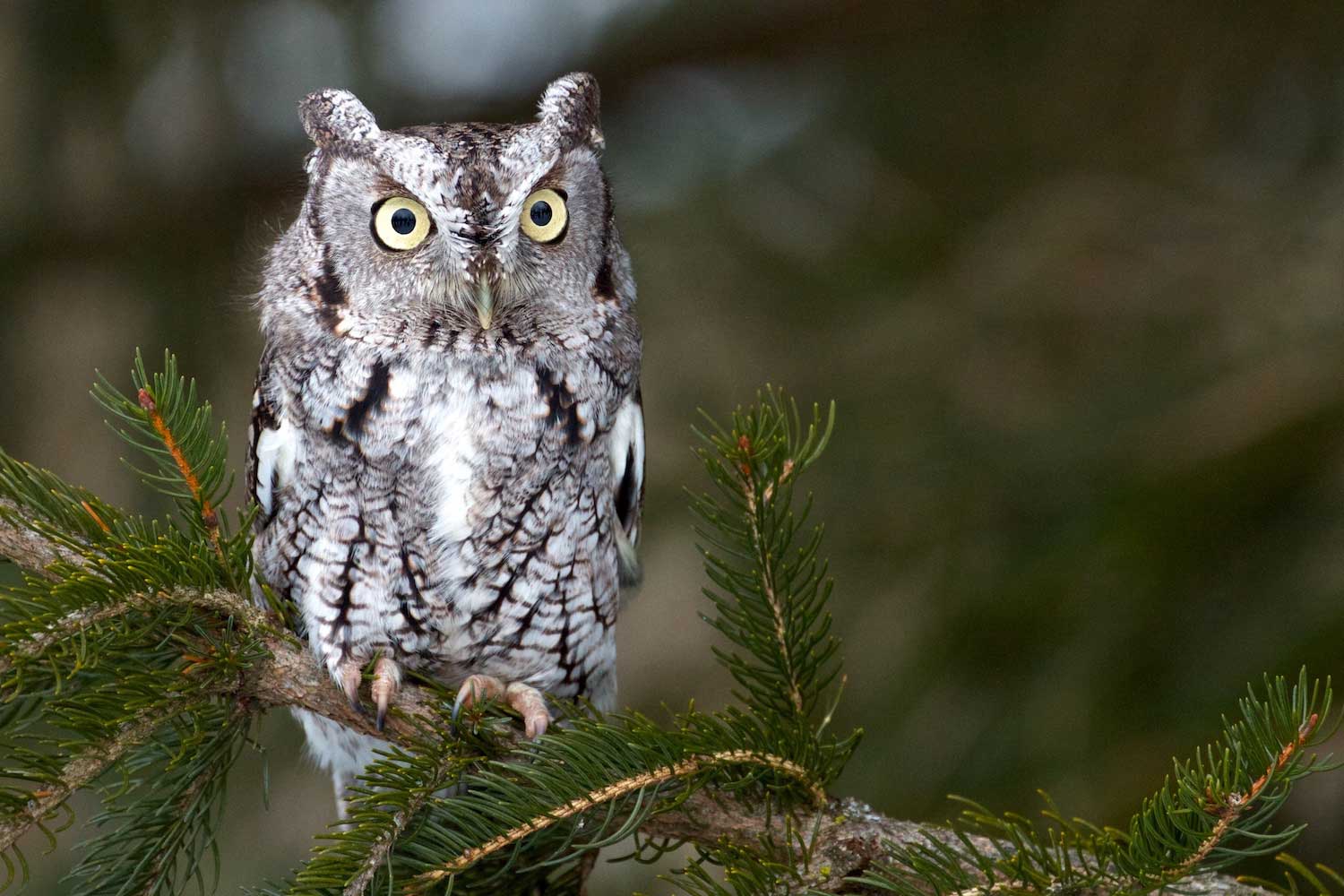 An eastern screech owl on an evergreen branch.