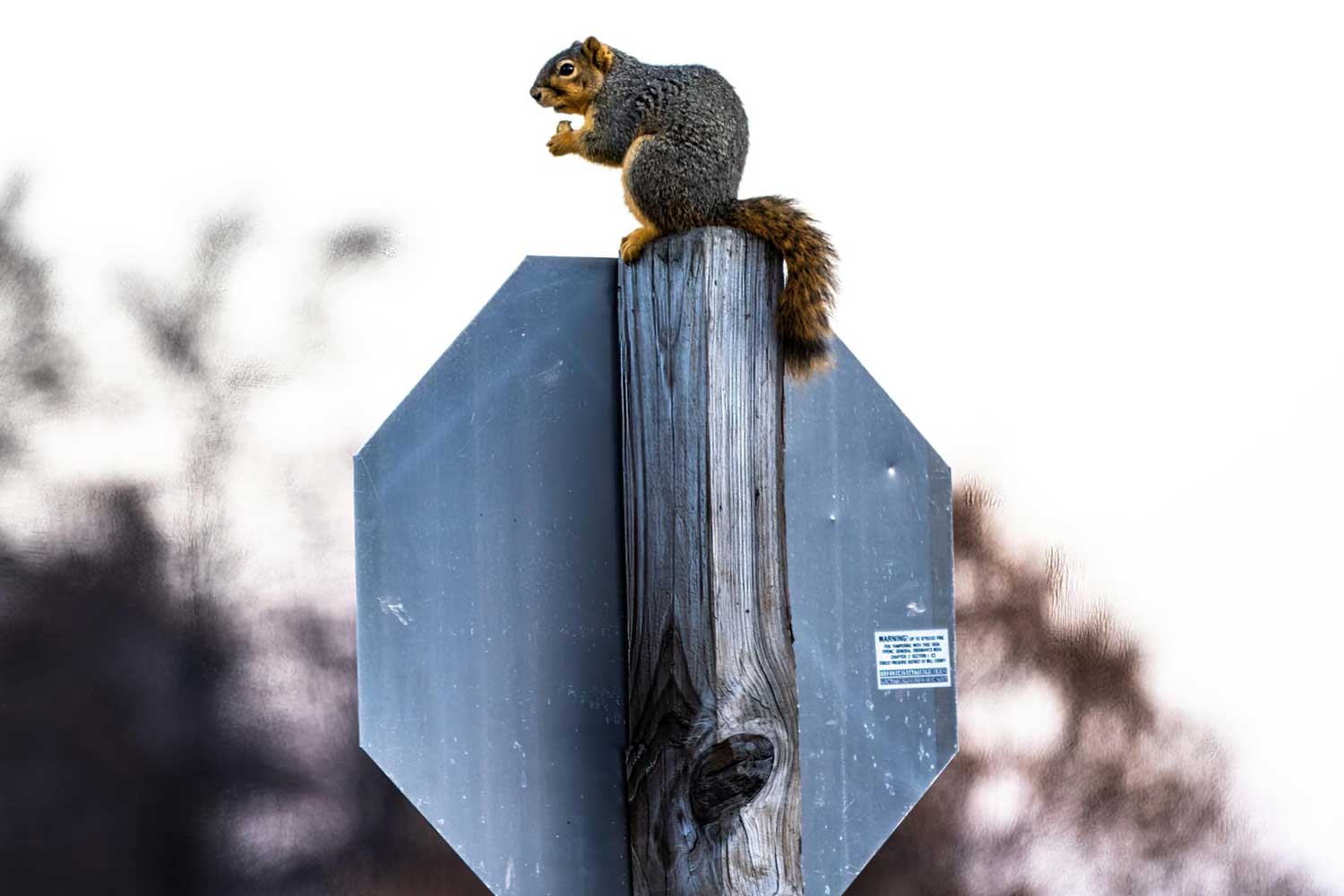 A fox squirrel sitting atop of the backward view of a stop sign.