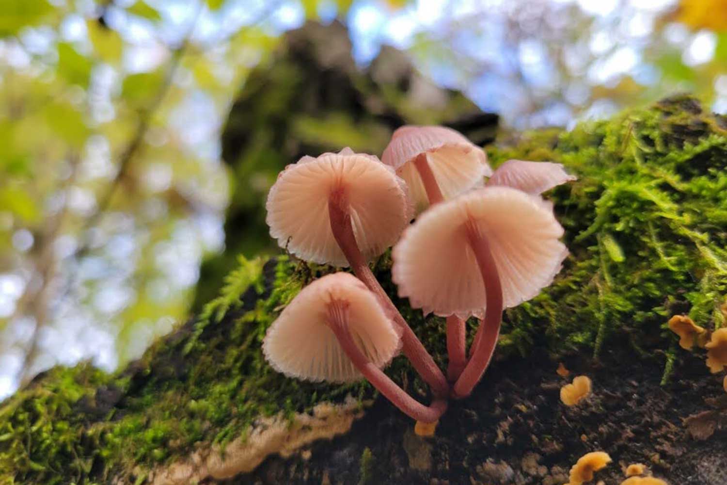 Mushrooms on tree bark.