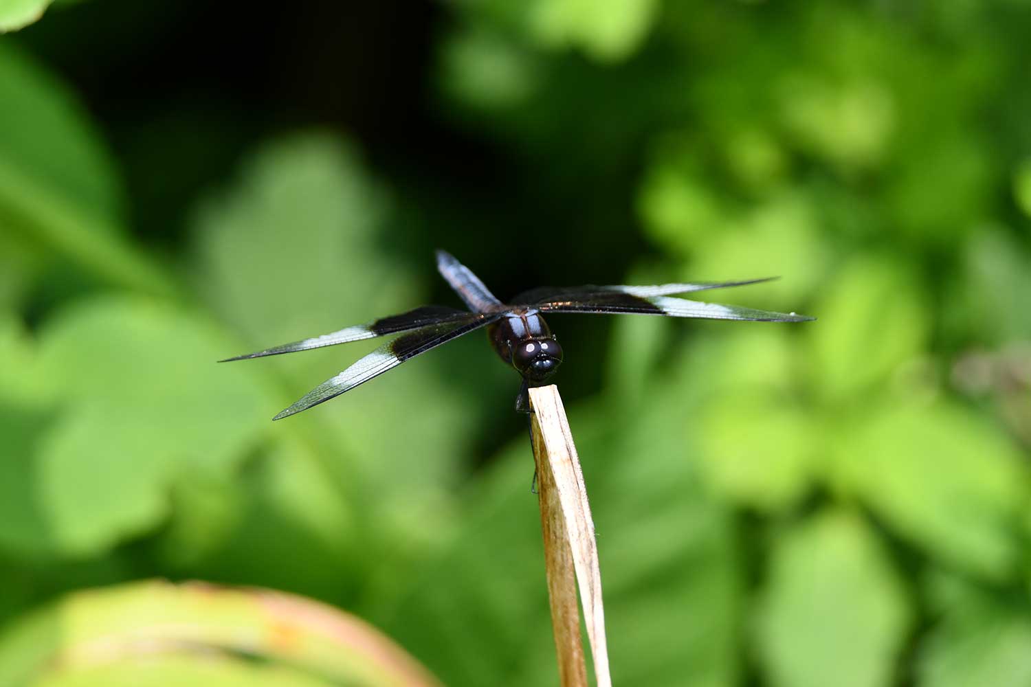 A dragonfly perched atop a blade of grass.