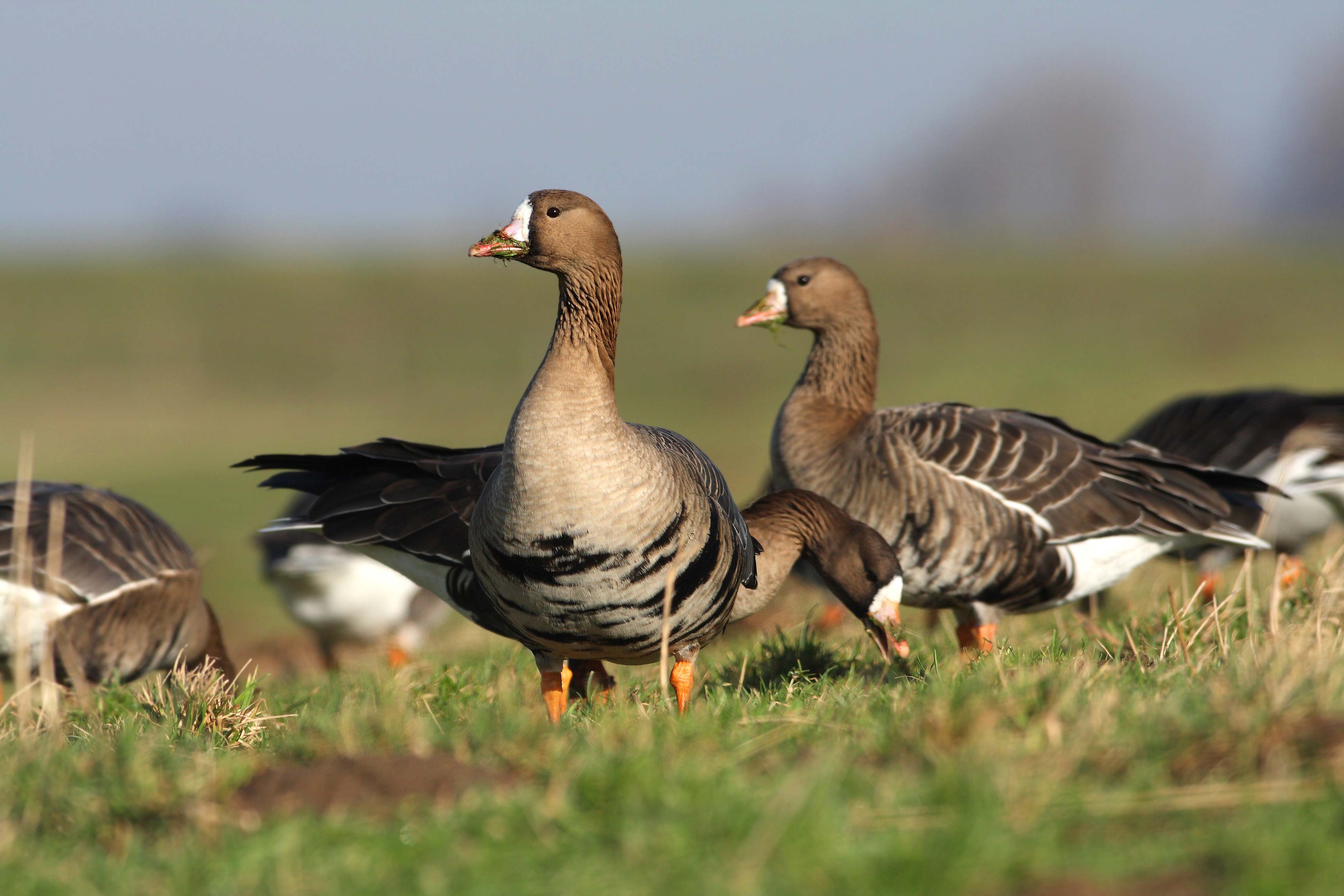 Greater white-fronted geese on the ground