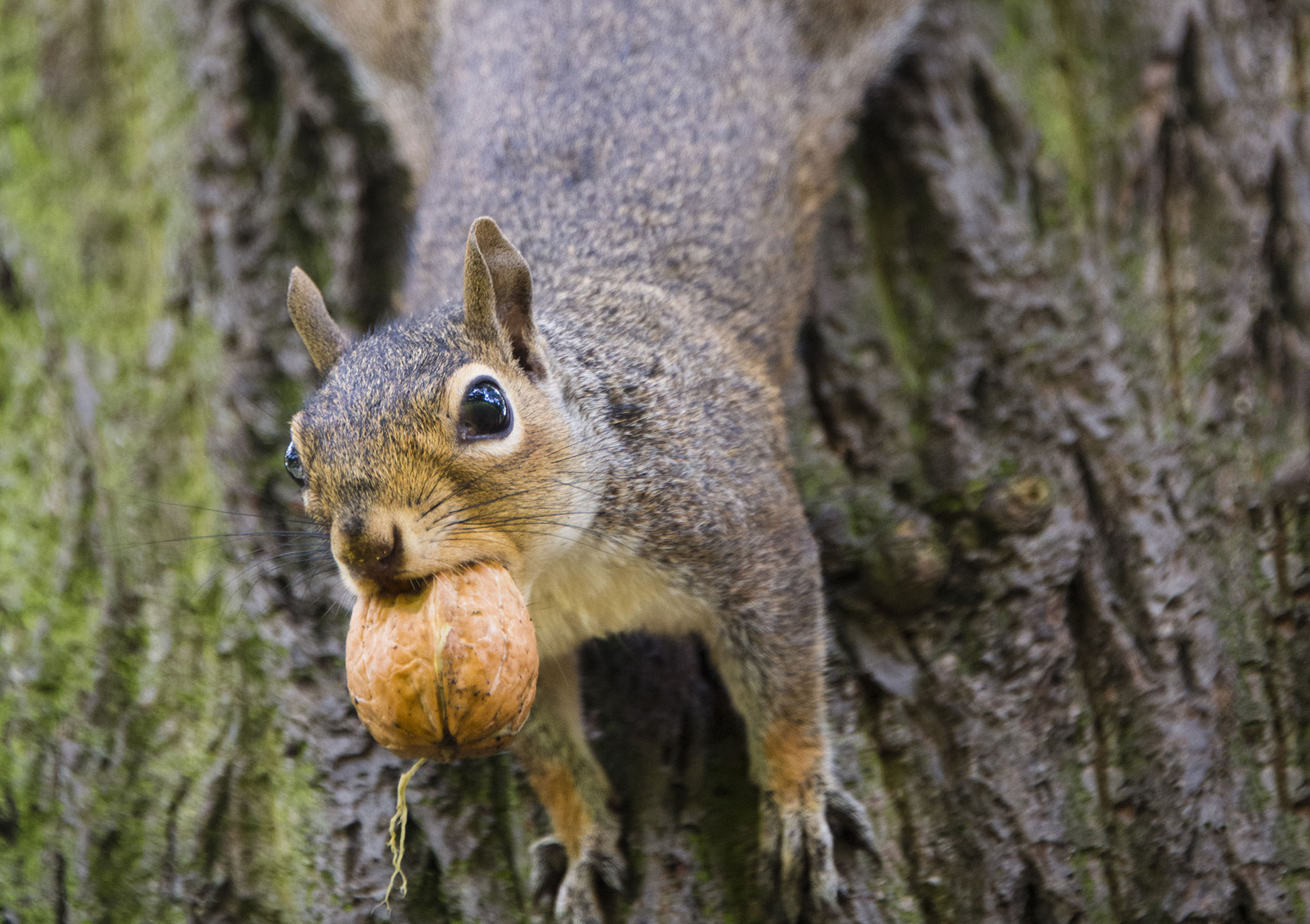 A squirrel climbing a tree with a nut in its mouth.