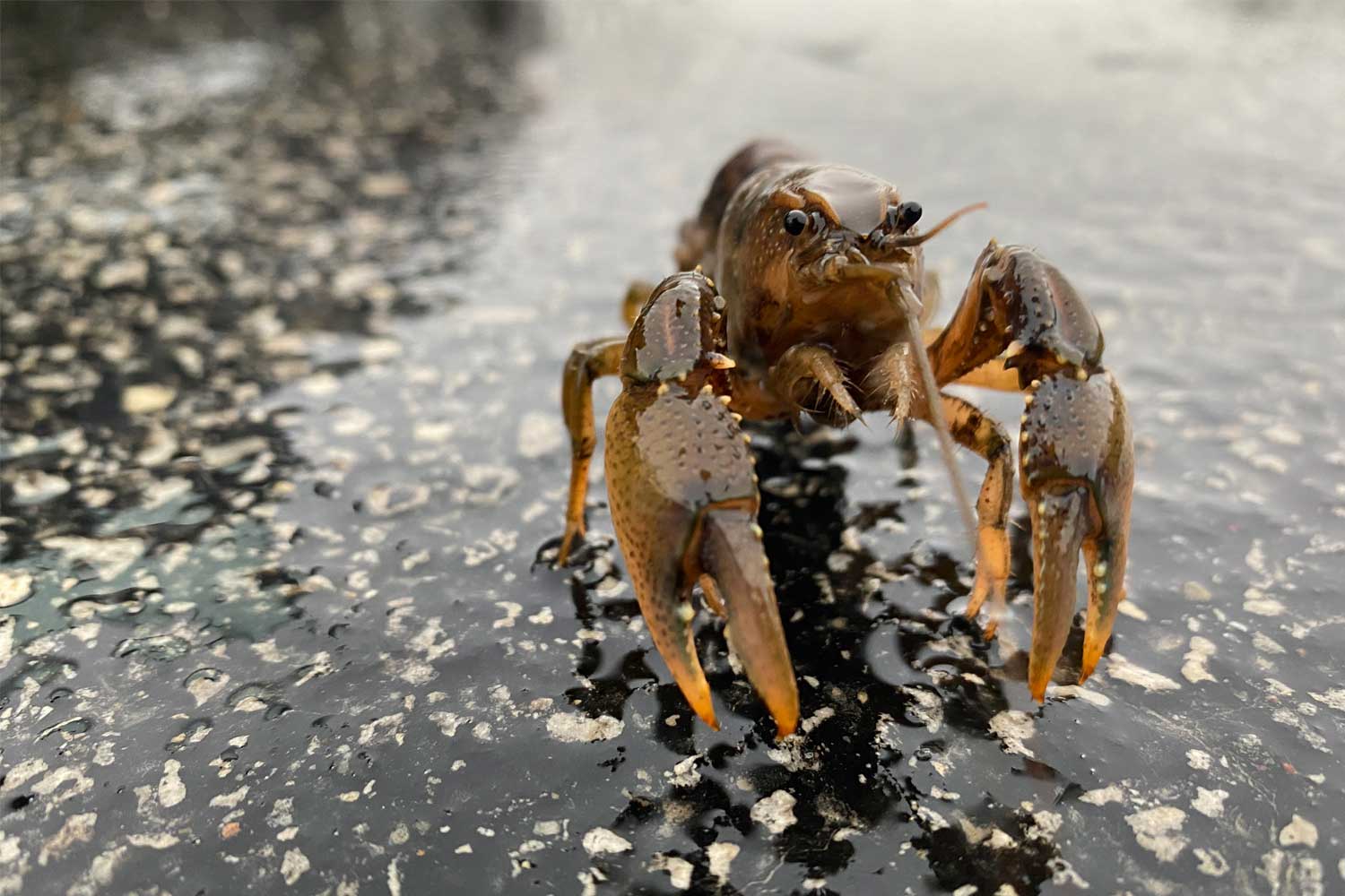 Crayfish on wet pavement.