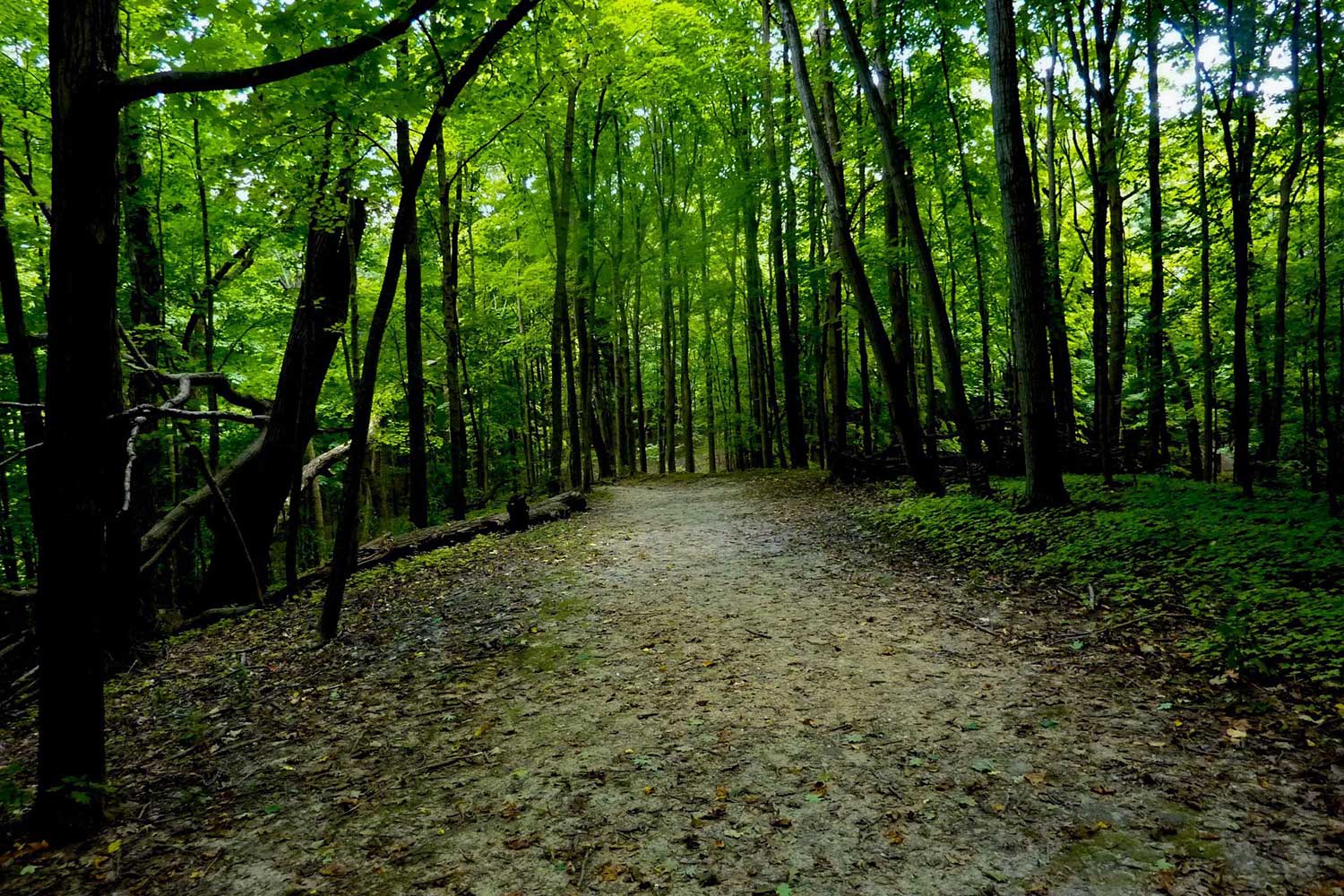 A scenic view of the trail with a green forest in the background.