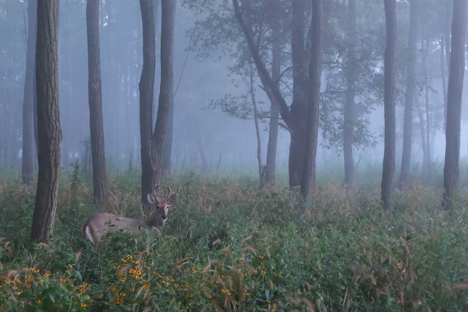 A deer standing in shoulder tall grasses and wildflowers with trees in the background with a foggy backdrop. 