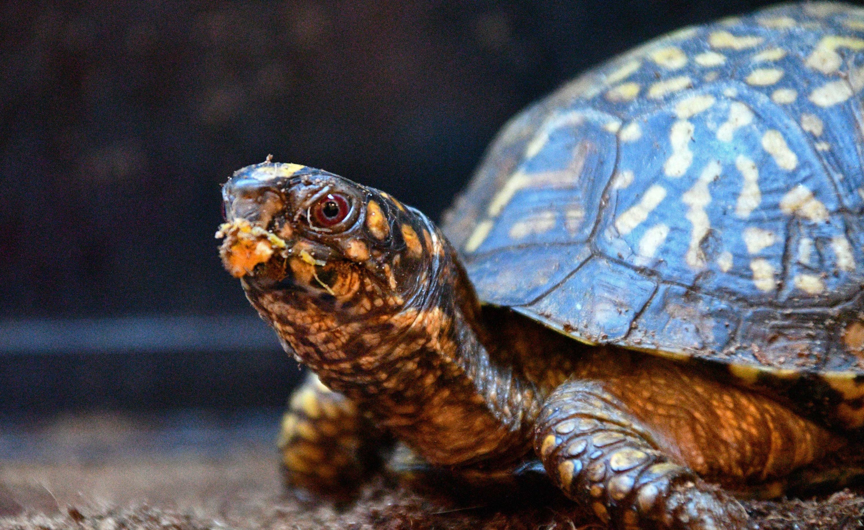 Close-up of an eastern box turtle.