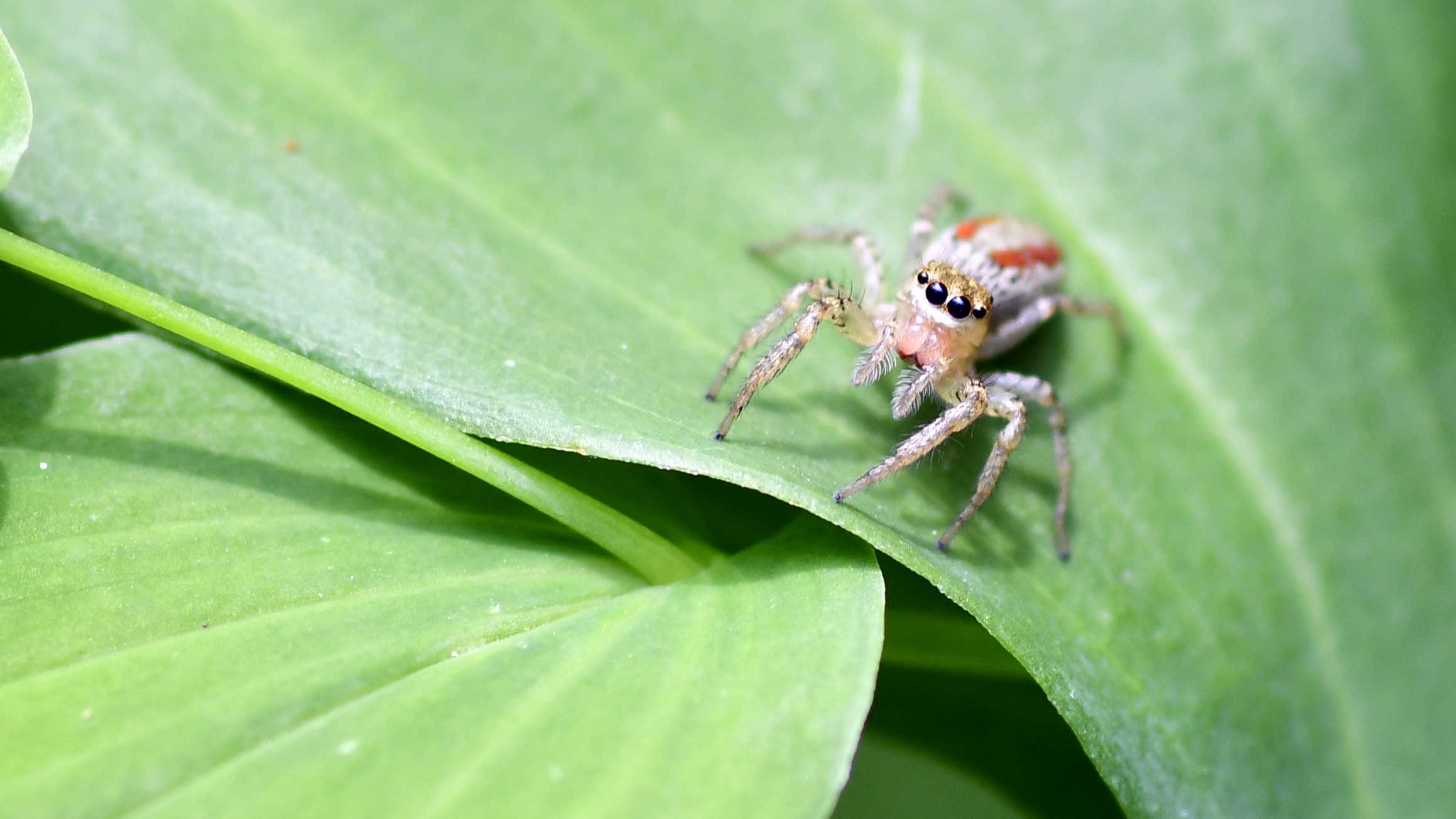 A spider on a leaf.