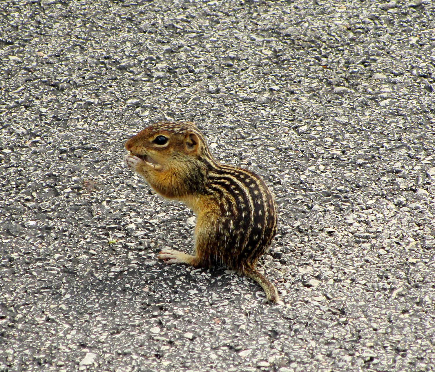 A 13-lined ground squirrel on the ground.