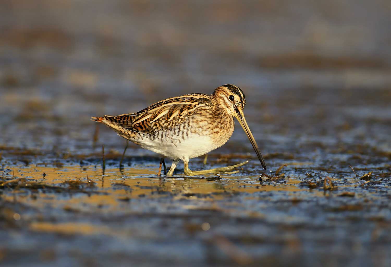 A woodcock walking in wet soil along a shoreline.