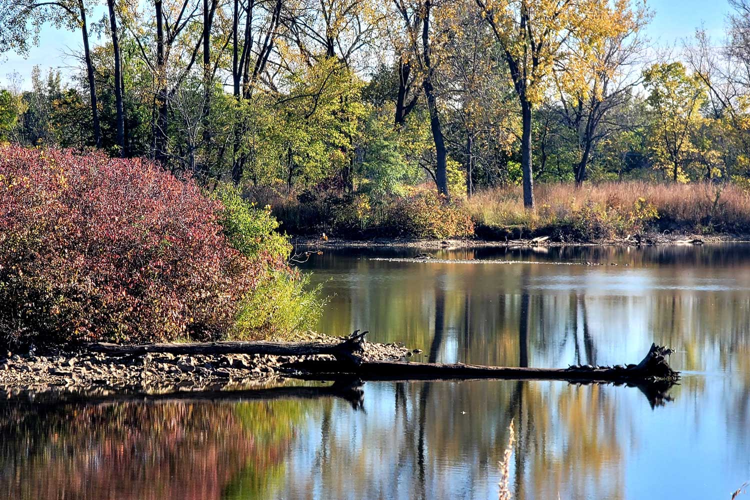A pond in the fall, with trees with fallen leaves and others with red and yellow leaves. 