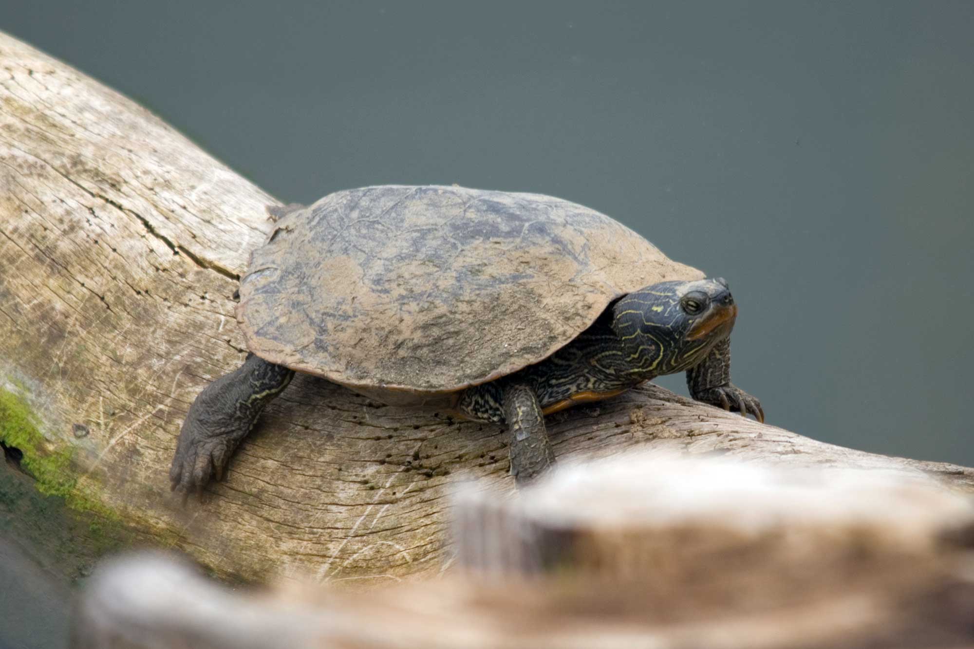 A northern map turtle on tree bark.