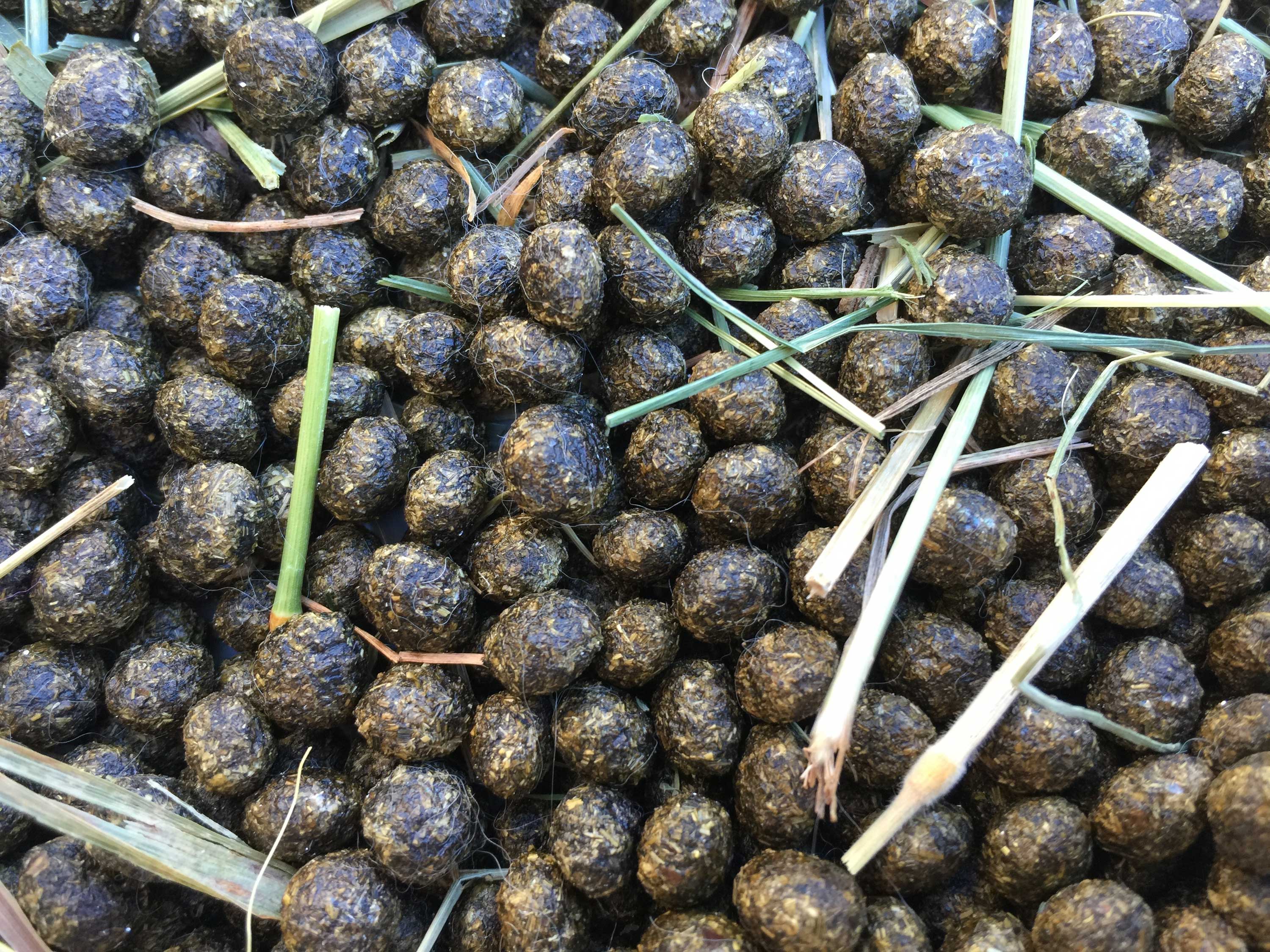 Dog eats deer clearance poop