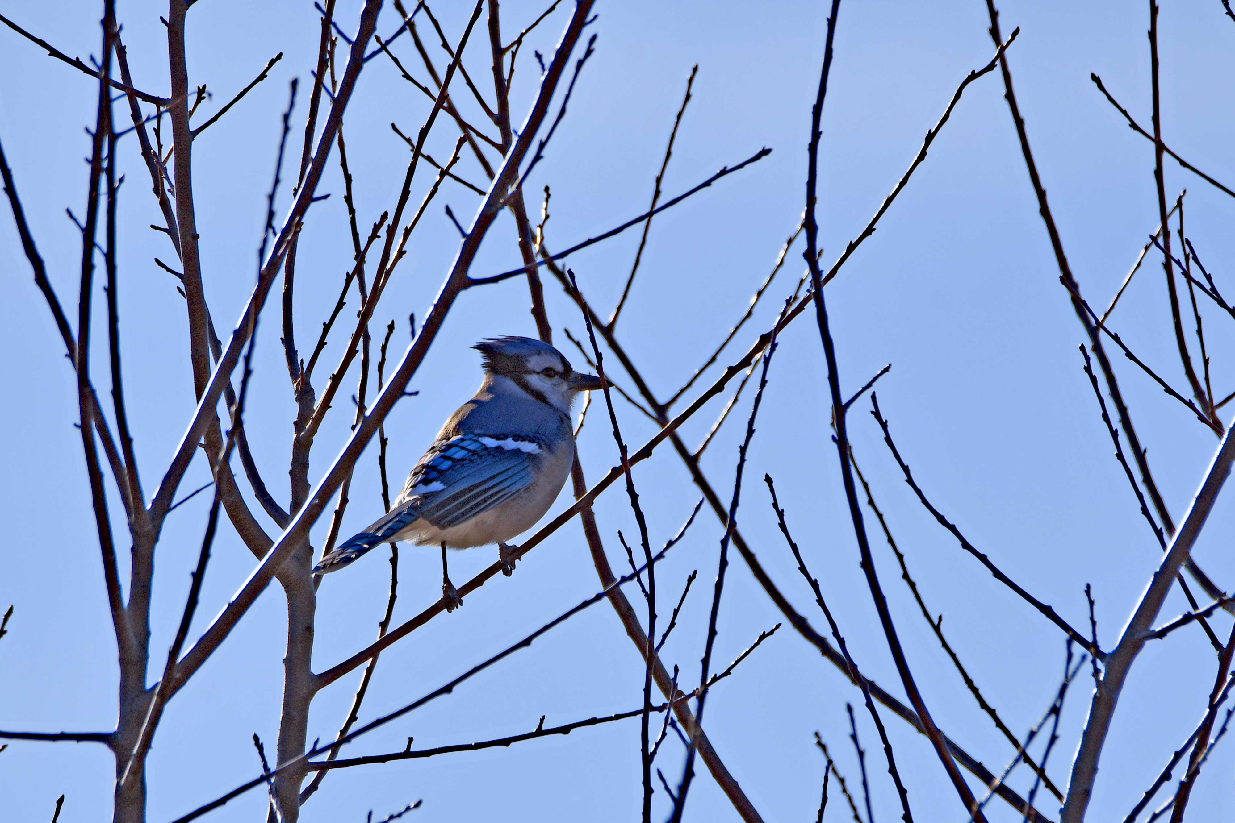A blue jay in a bare tree