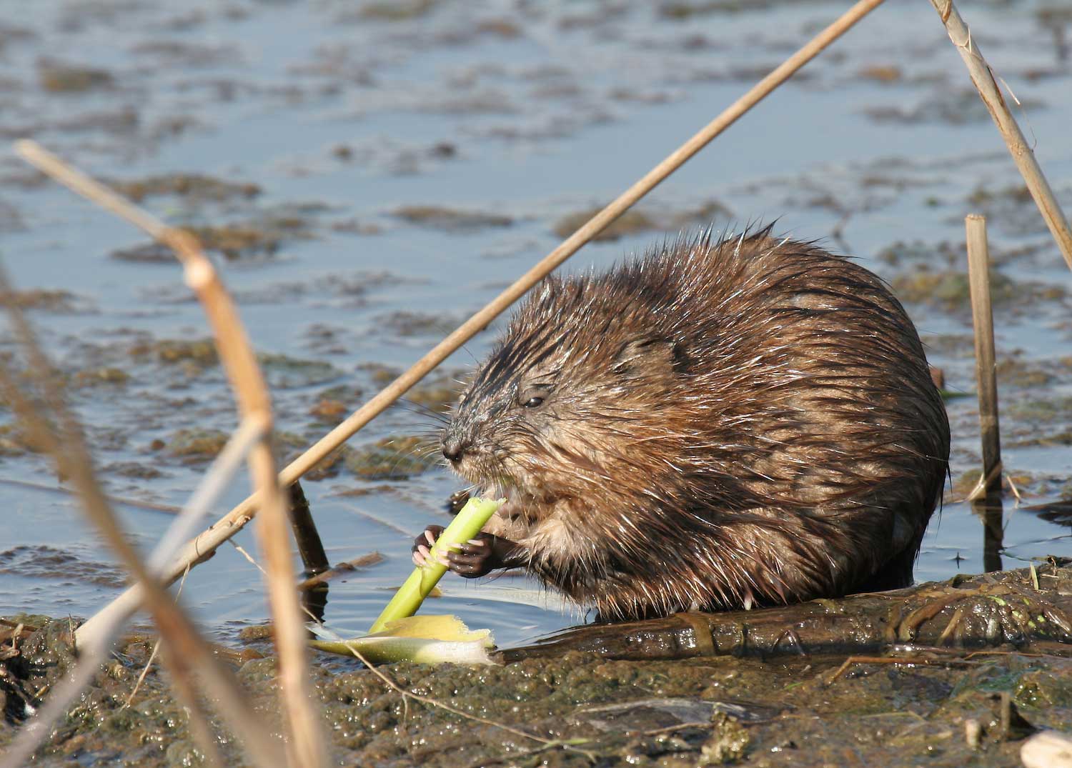 A muskrat eating a cattail at the water's edge.