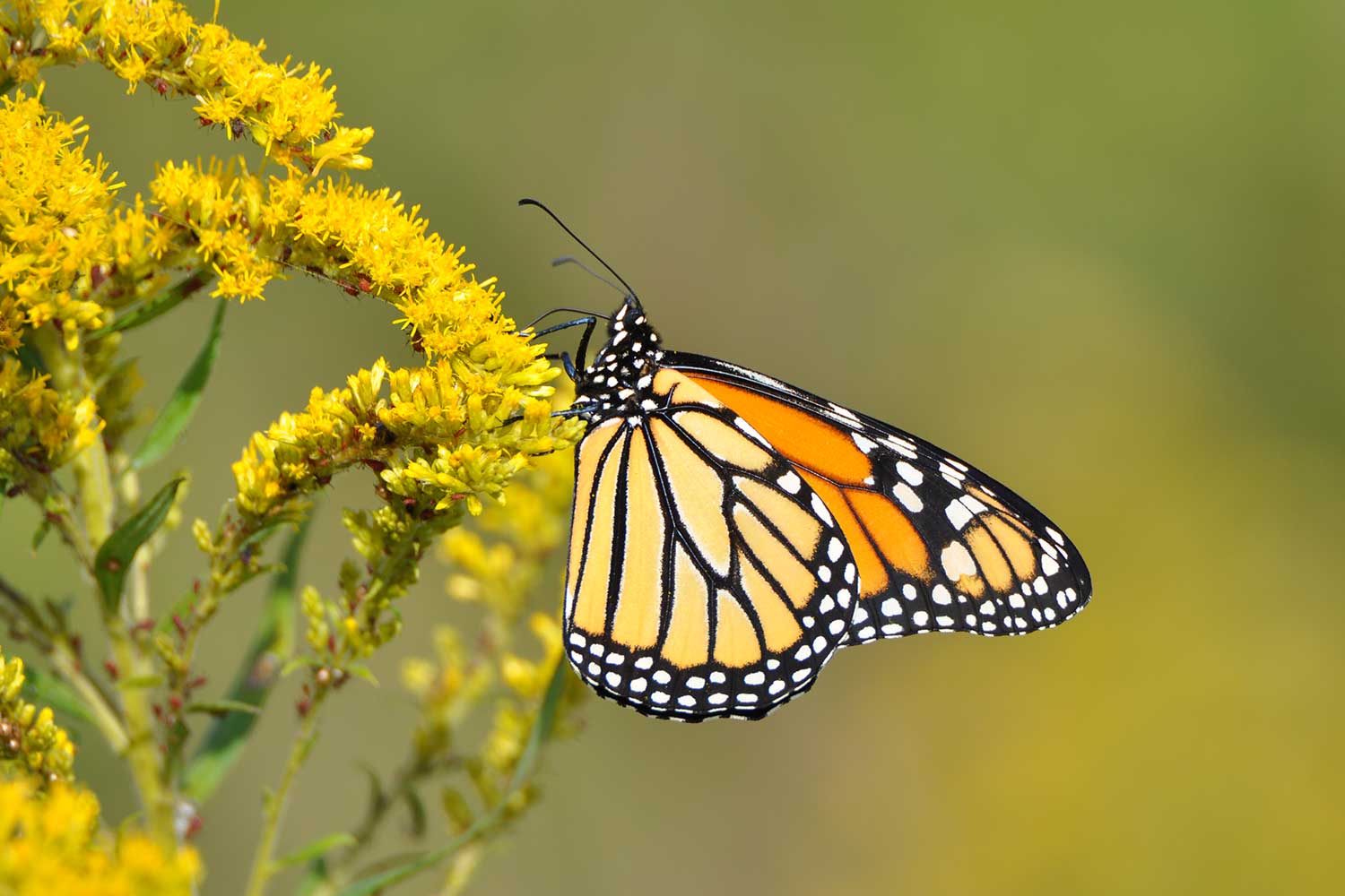 A monarch butterfly at rest on a goldenrod bloom.