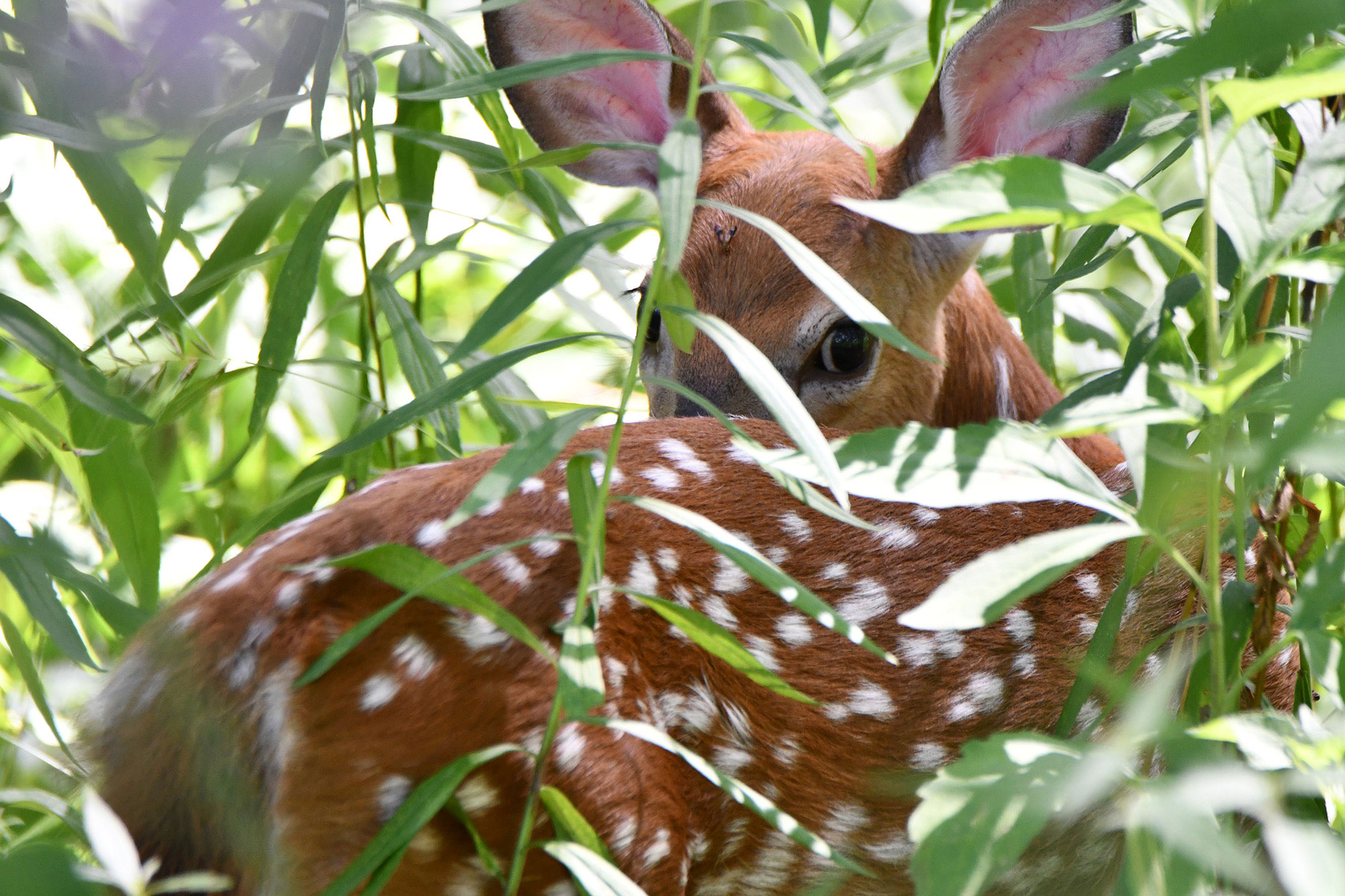 A fawn laying in vegetation.