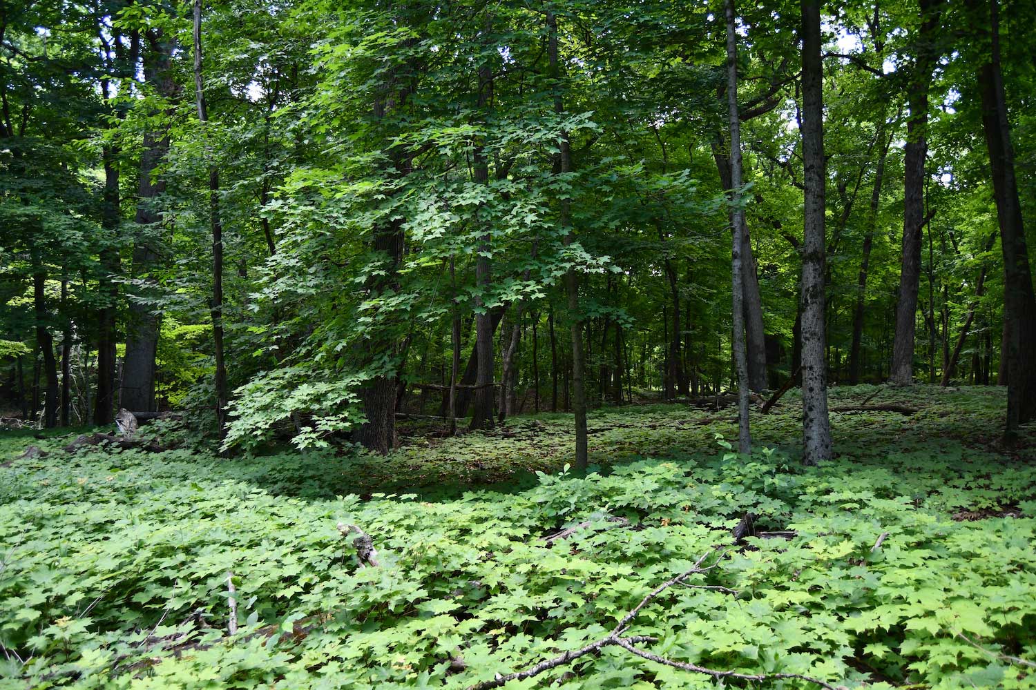 A forest scene in summer.