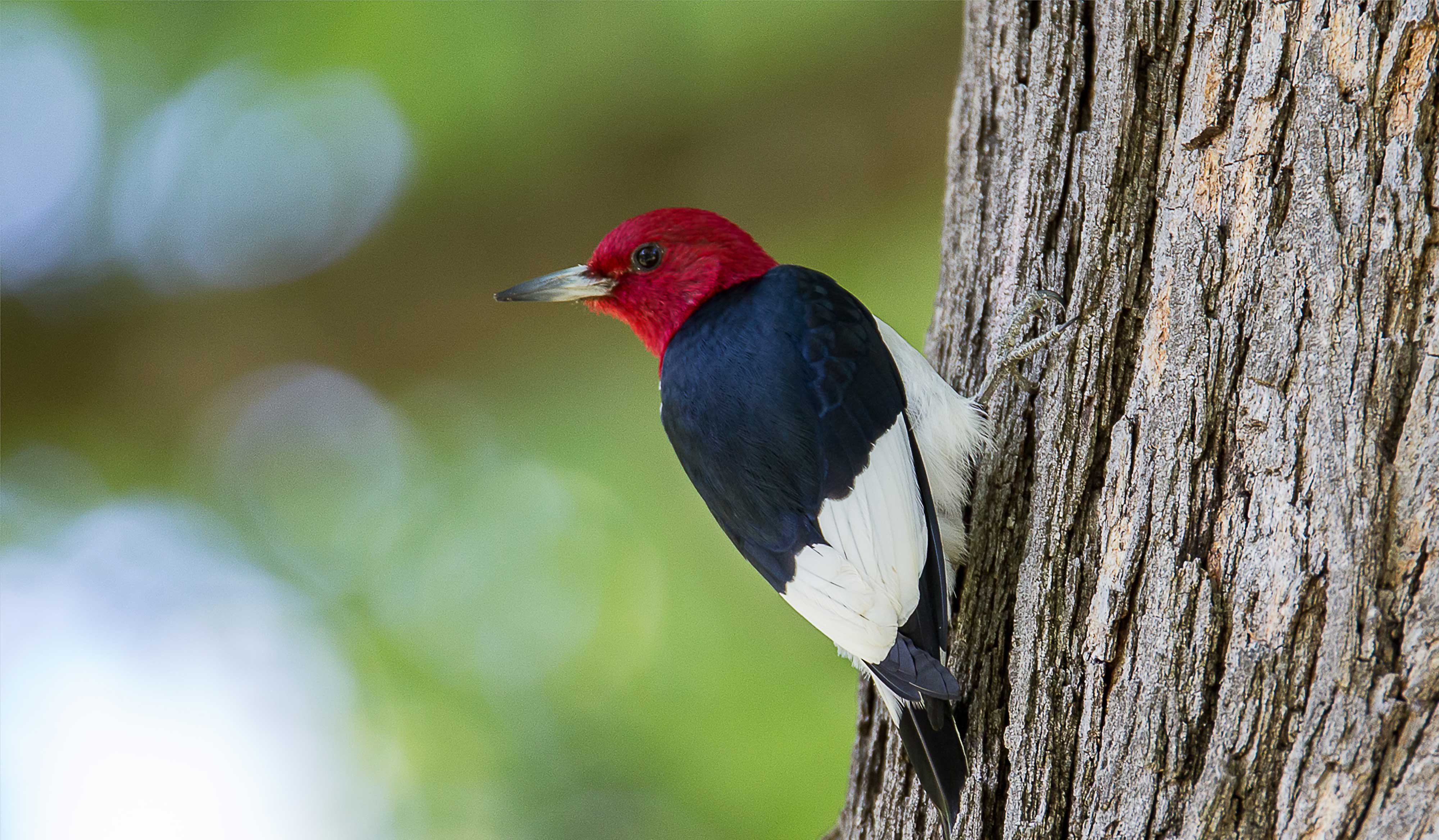 A red-headed woodpecker on tree bark.