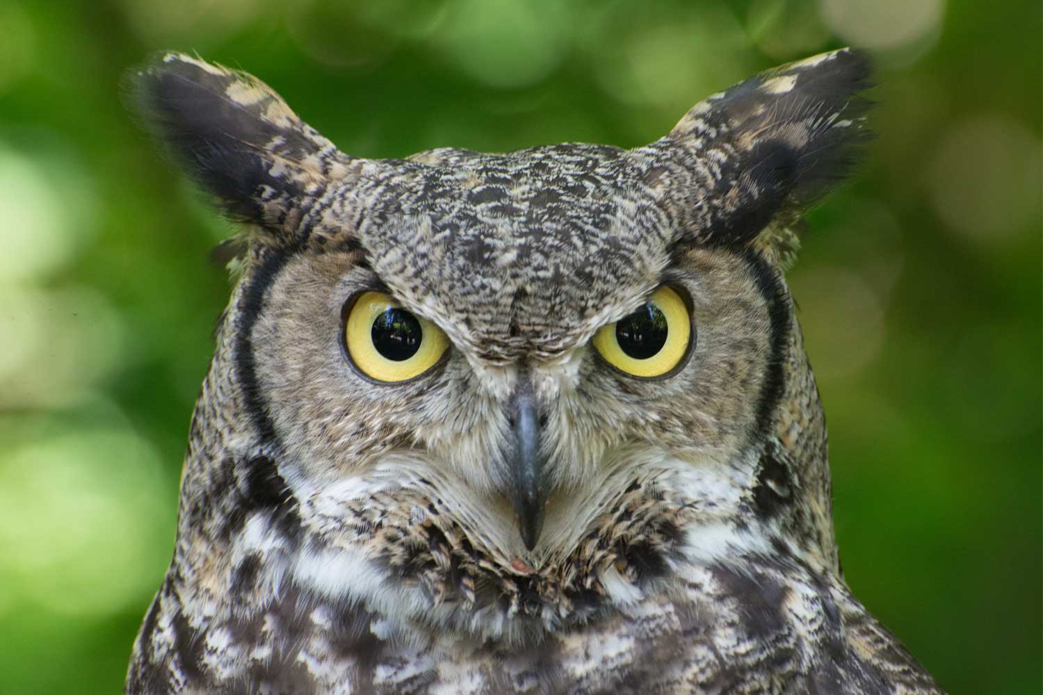 Five Things To Know About Great Horned Owls, The Quintessential Owl ...