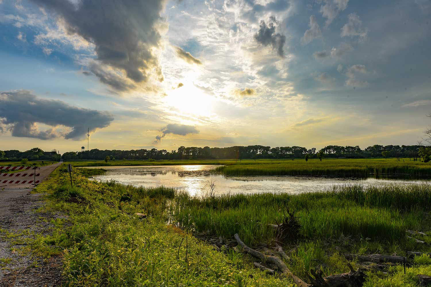 The sun setting behind a wetland surrounded by tall grasses.