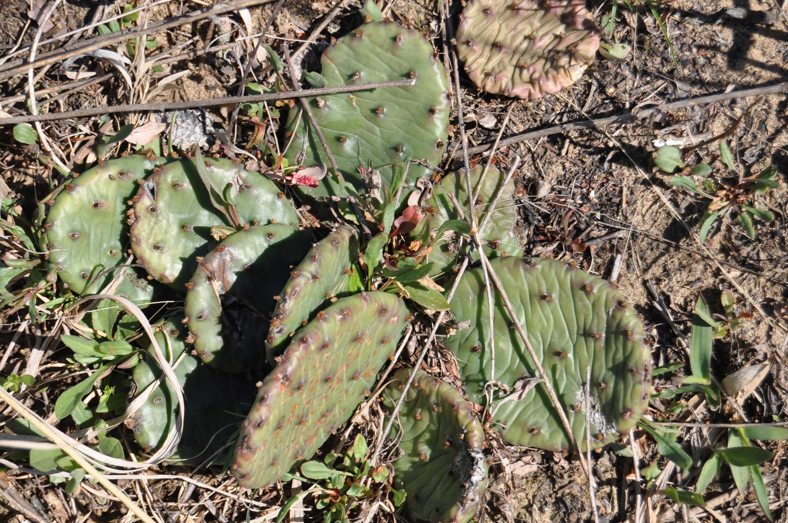 Prickly pear cactus.