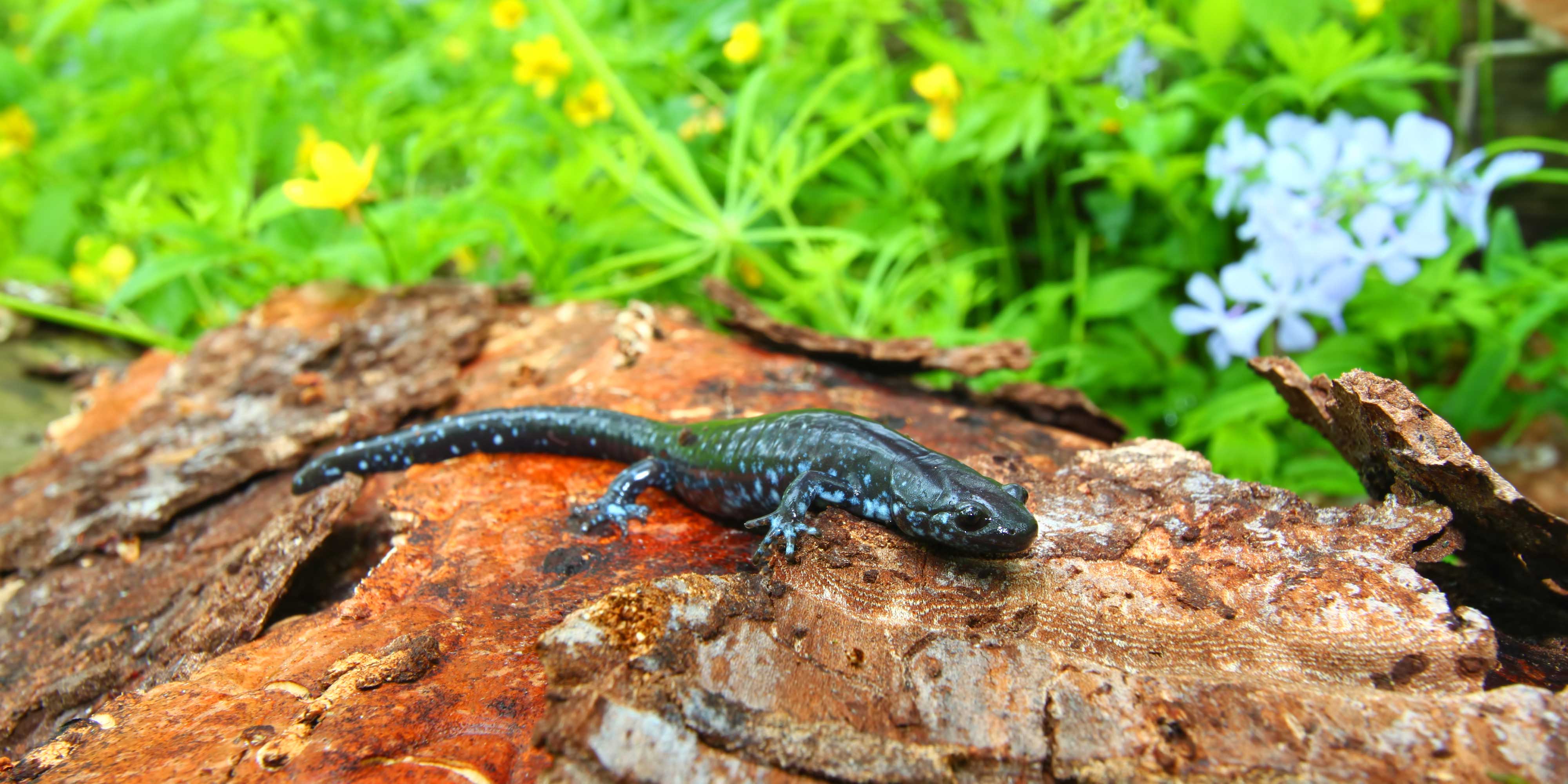 Creature feature: The secretive blue-spotted salamander