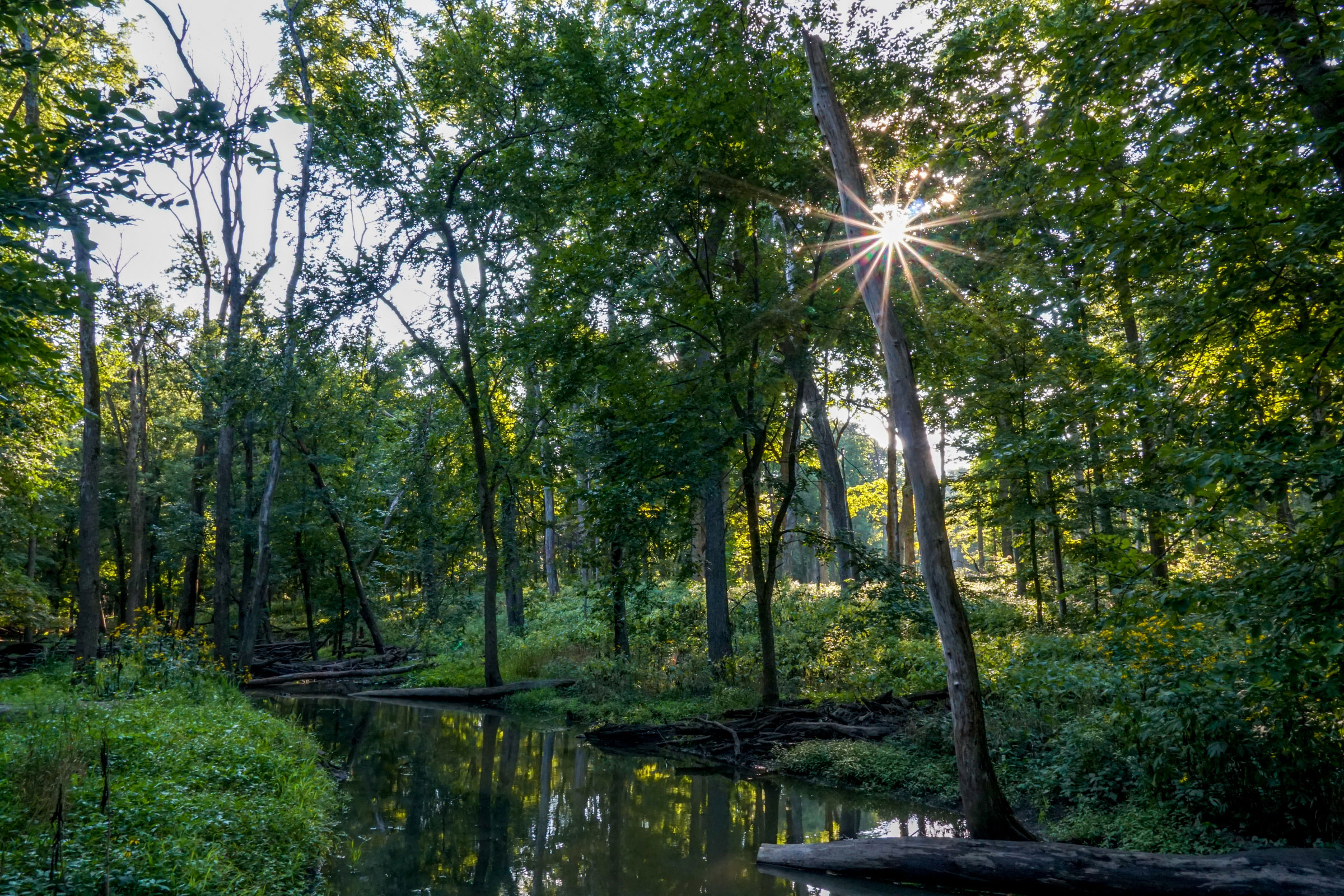 A scenic view of Messenger Woods.