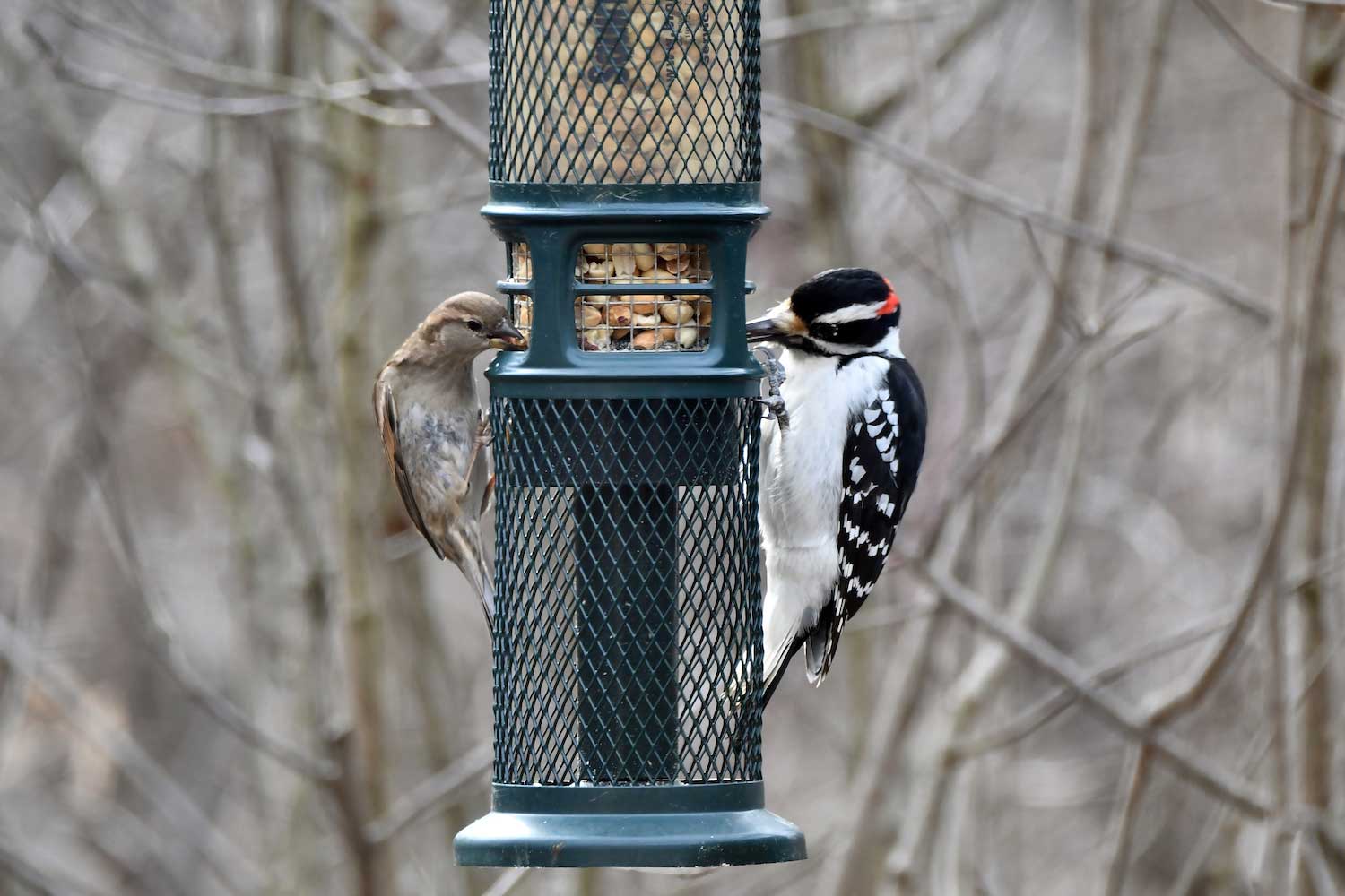 Two birds eating from a bird feeder.