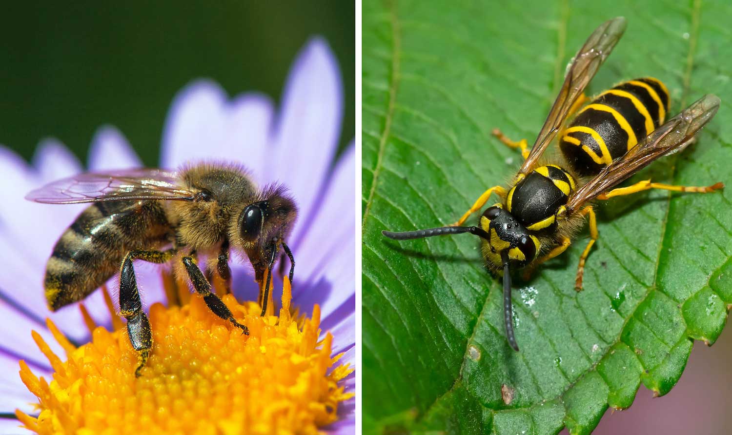 A side-by-side comparison of a honeybee and a yellow jacket.