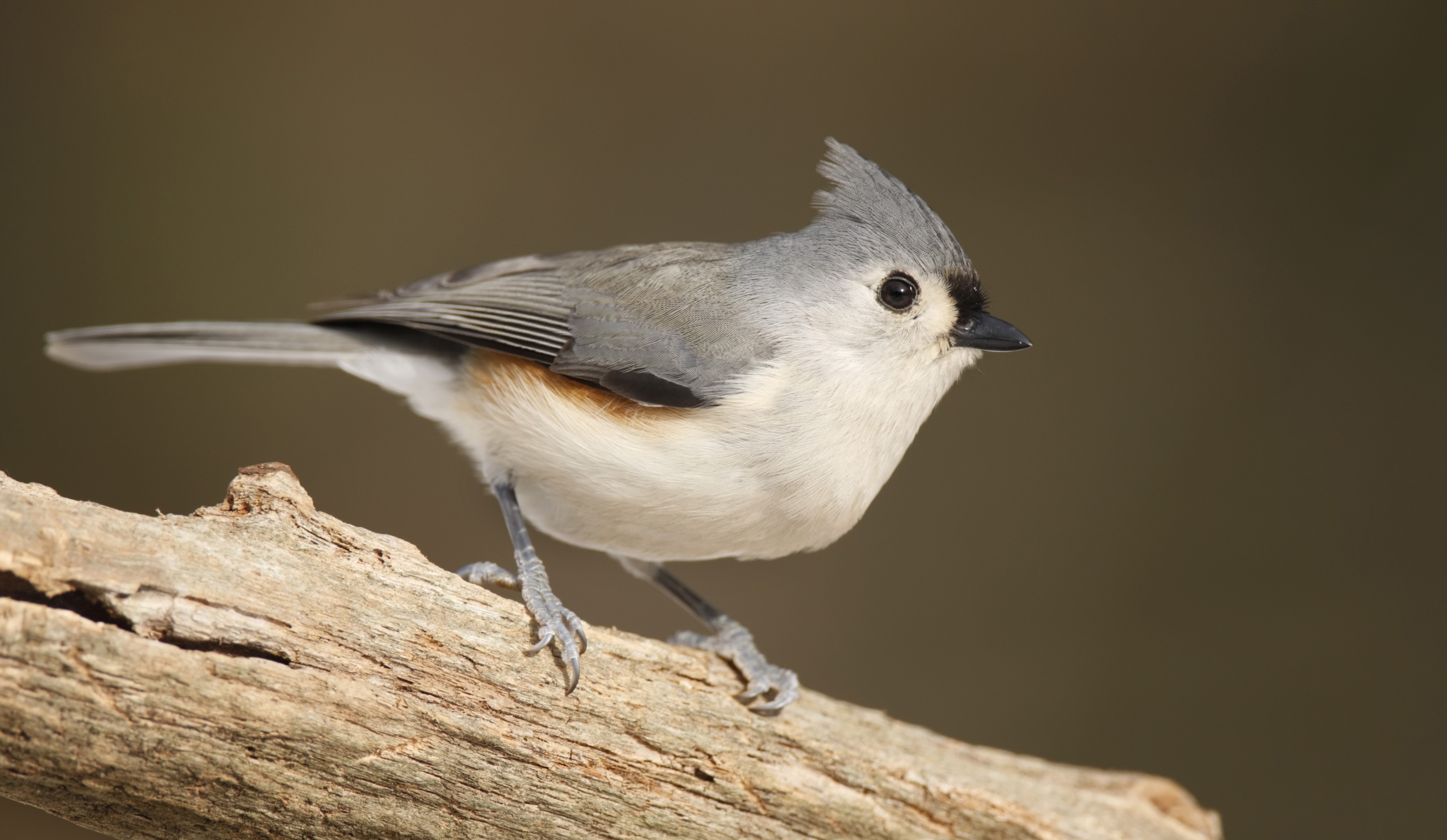 A tufted titmouse on a branch.