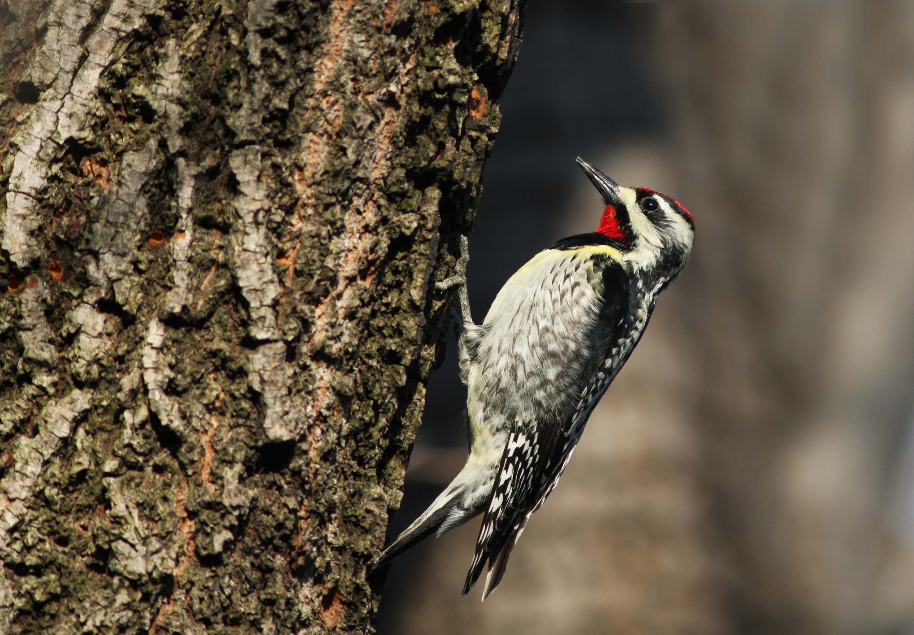 A yellow-bellied sapsucker pecks at a tree