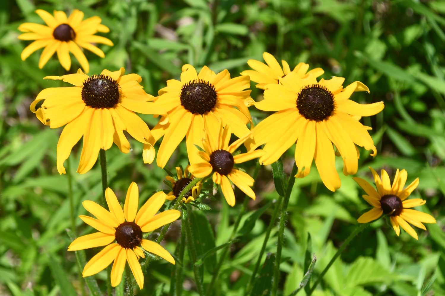 Black-eyed Susan growing with yellow petals.