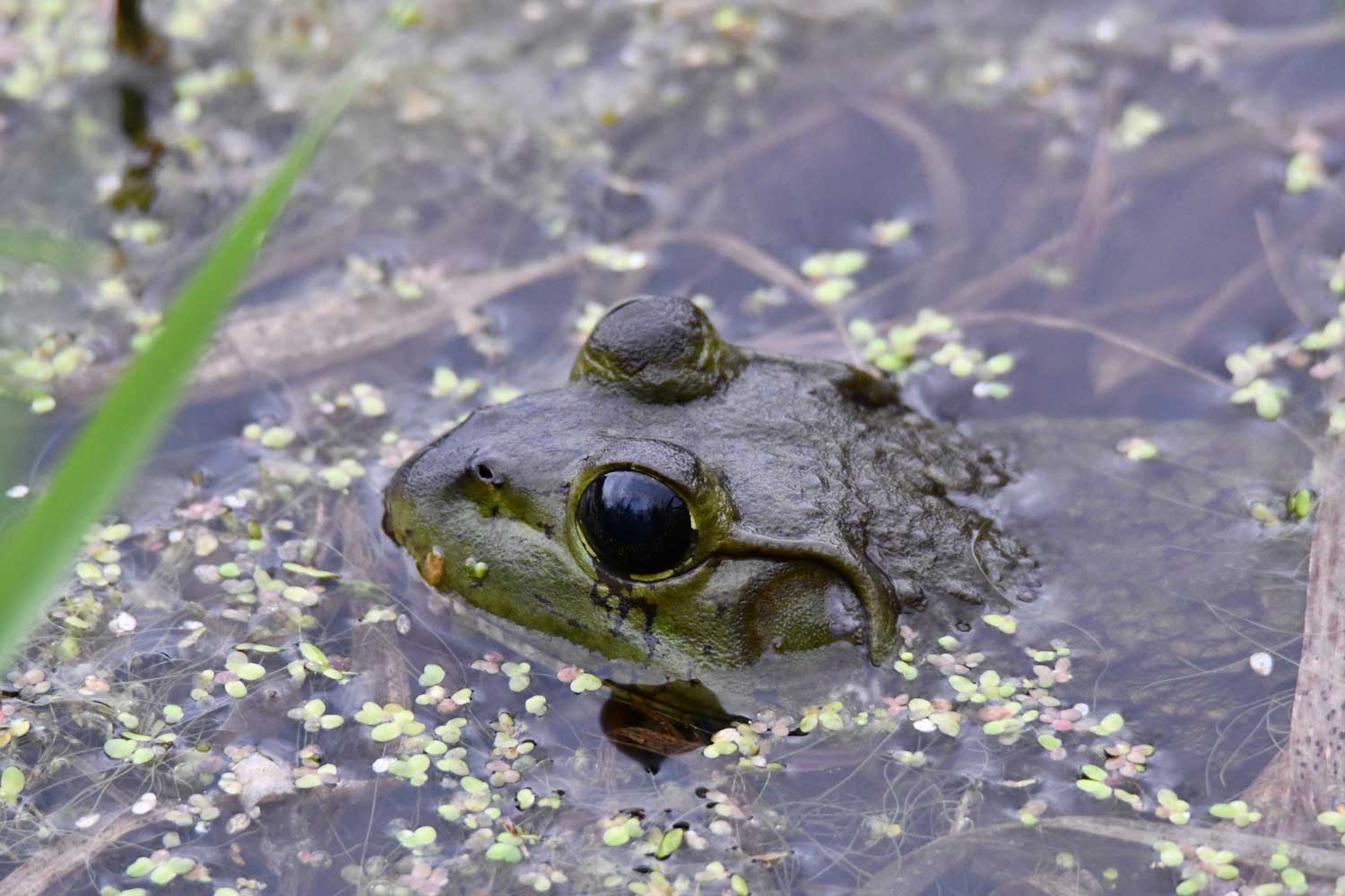 Bullfrog with head above water.