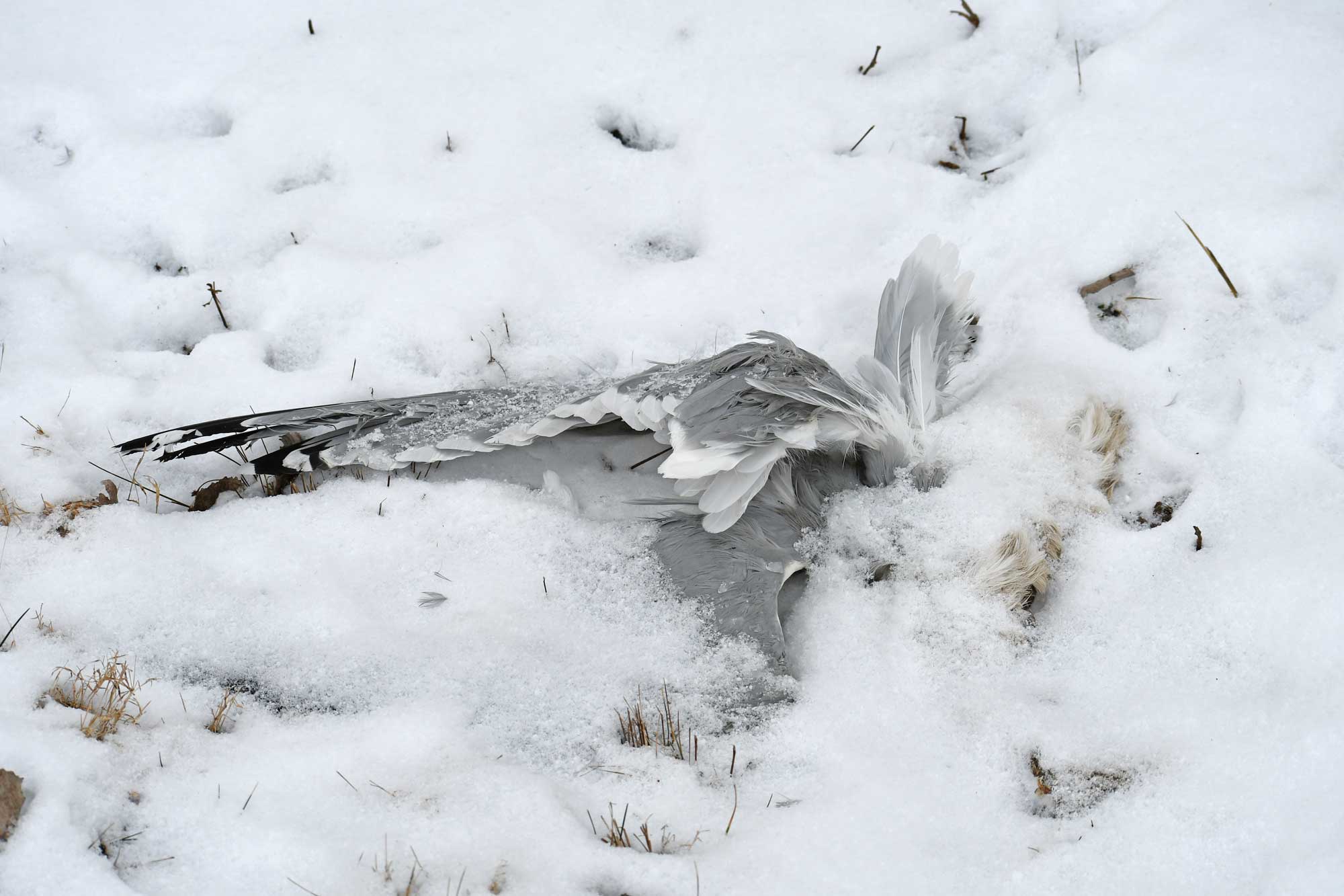 A dead bird frozen in ice and snow.