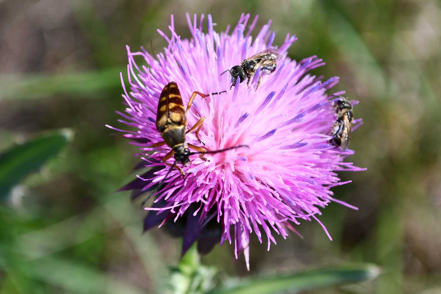 Musk thistle flower bloom with insects.