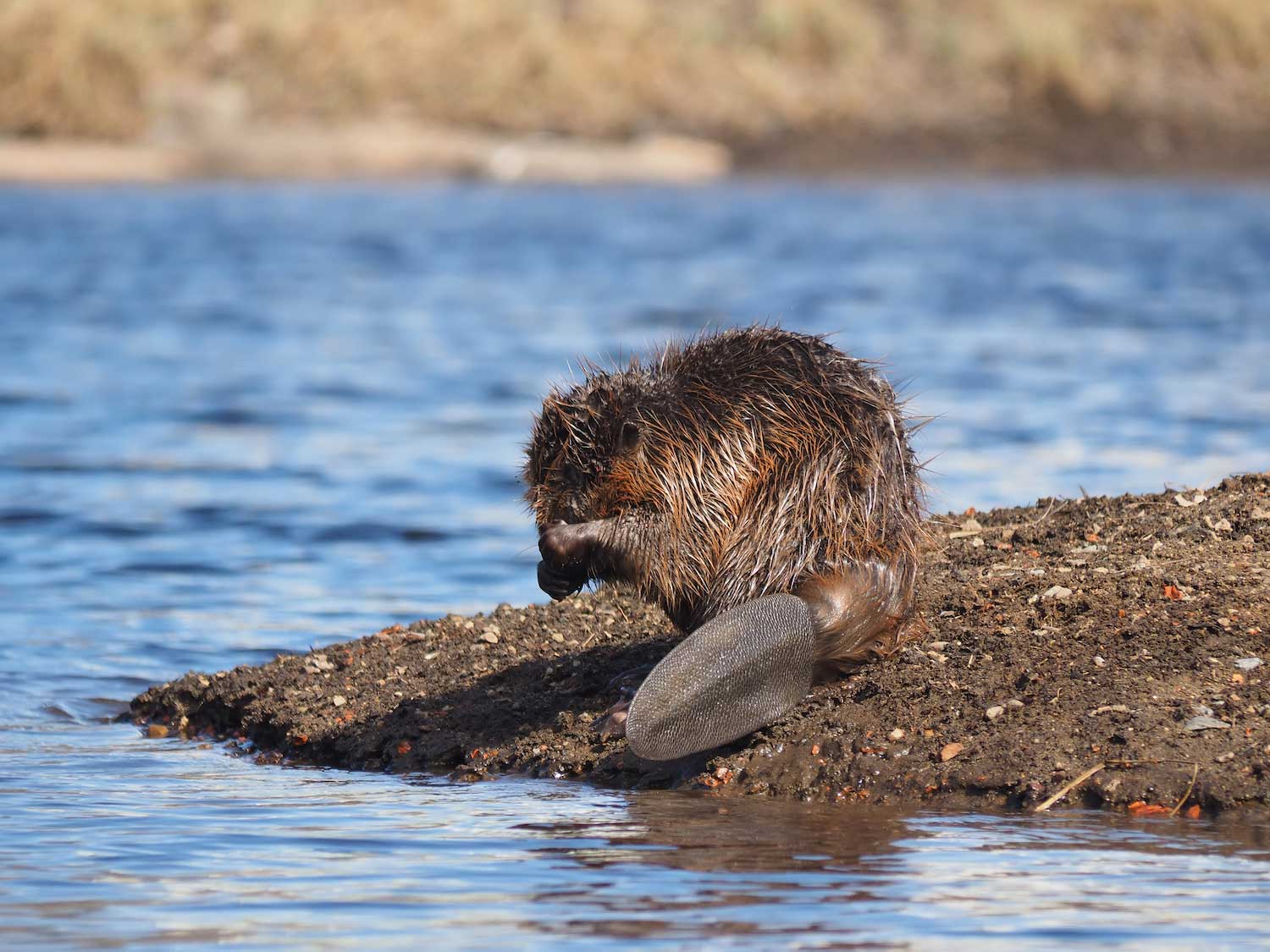 A beaver along the shoreline.
