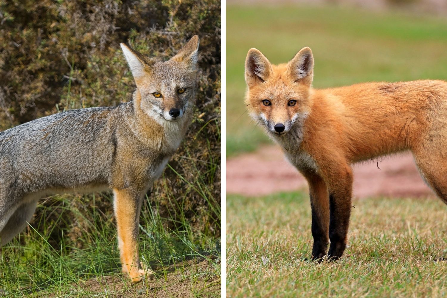 A side-by-side comparison of a gray fox and a red fox. 