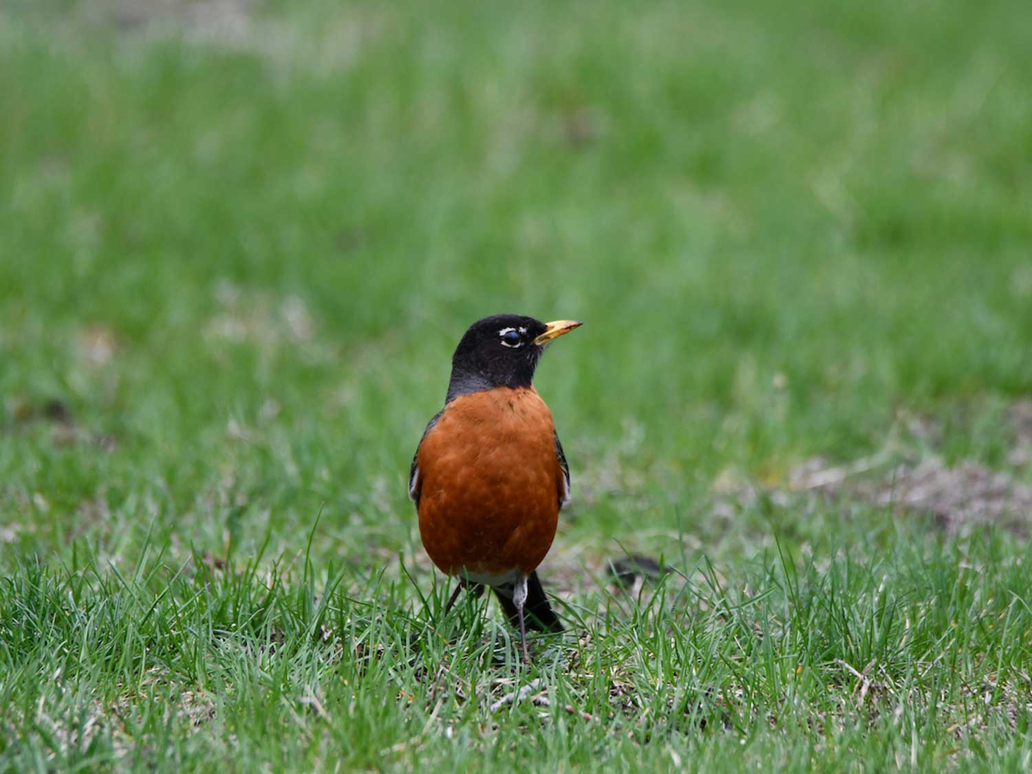 Pet robin deals