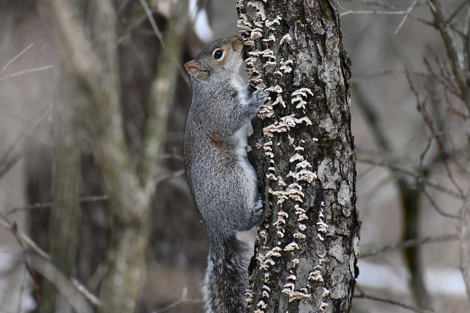 Eastern gray squirrel clinging to the side of a tree that is covered in fungus.