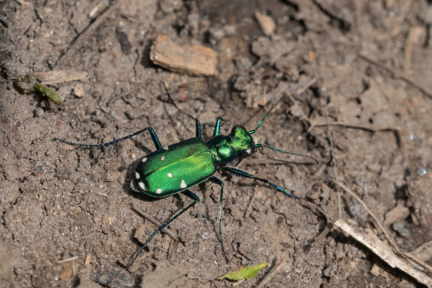 A shiny metallic green six-spotted tiger beetle in the soil.