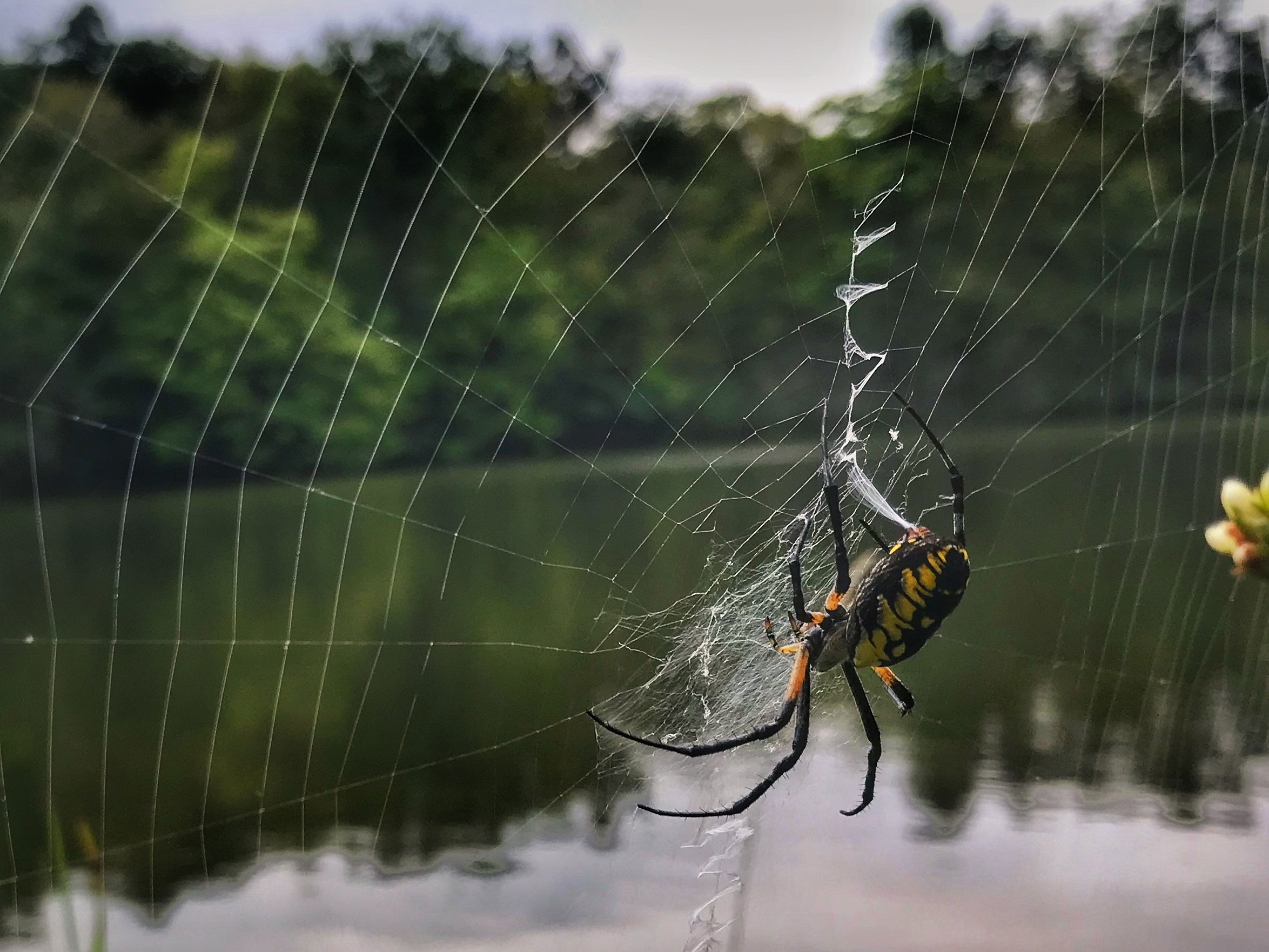 A spider in its web.