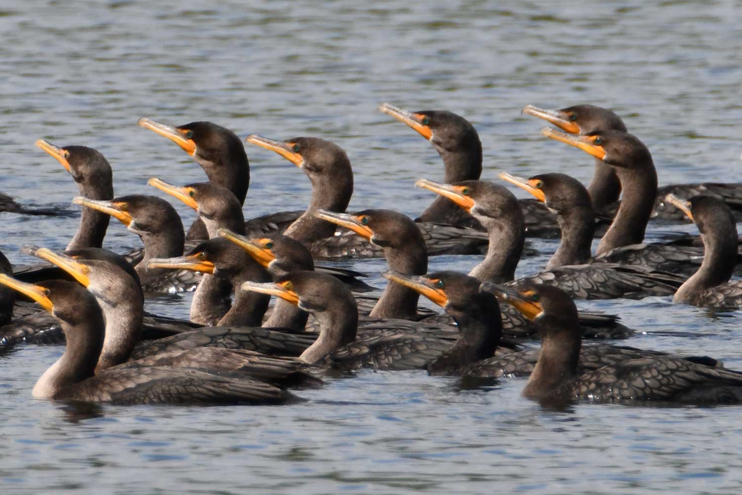 Group of double crested cormorants swimming in the water.