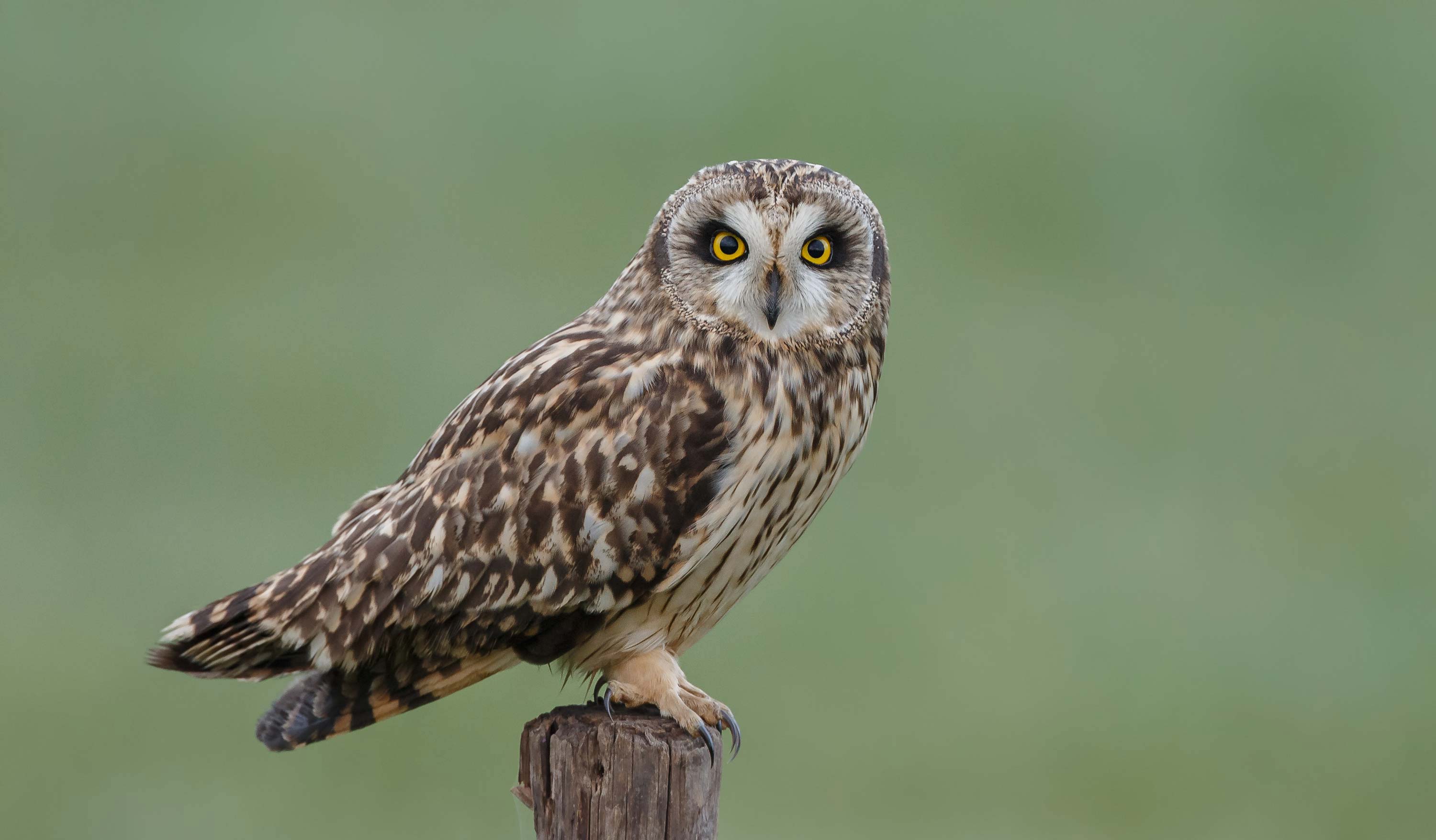 A short eared owl on a pole.