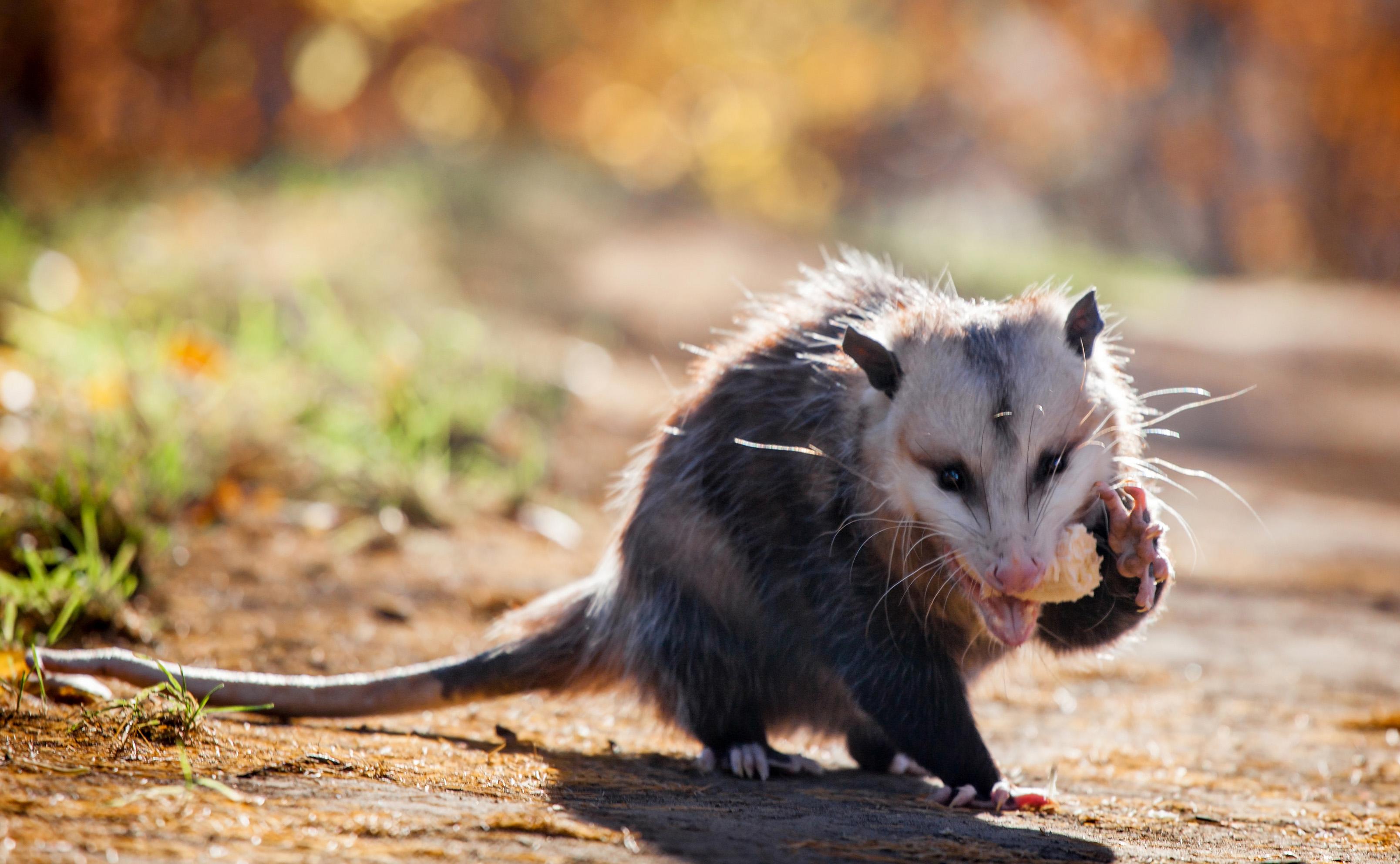 An opossum eating something on the trail.