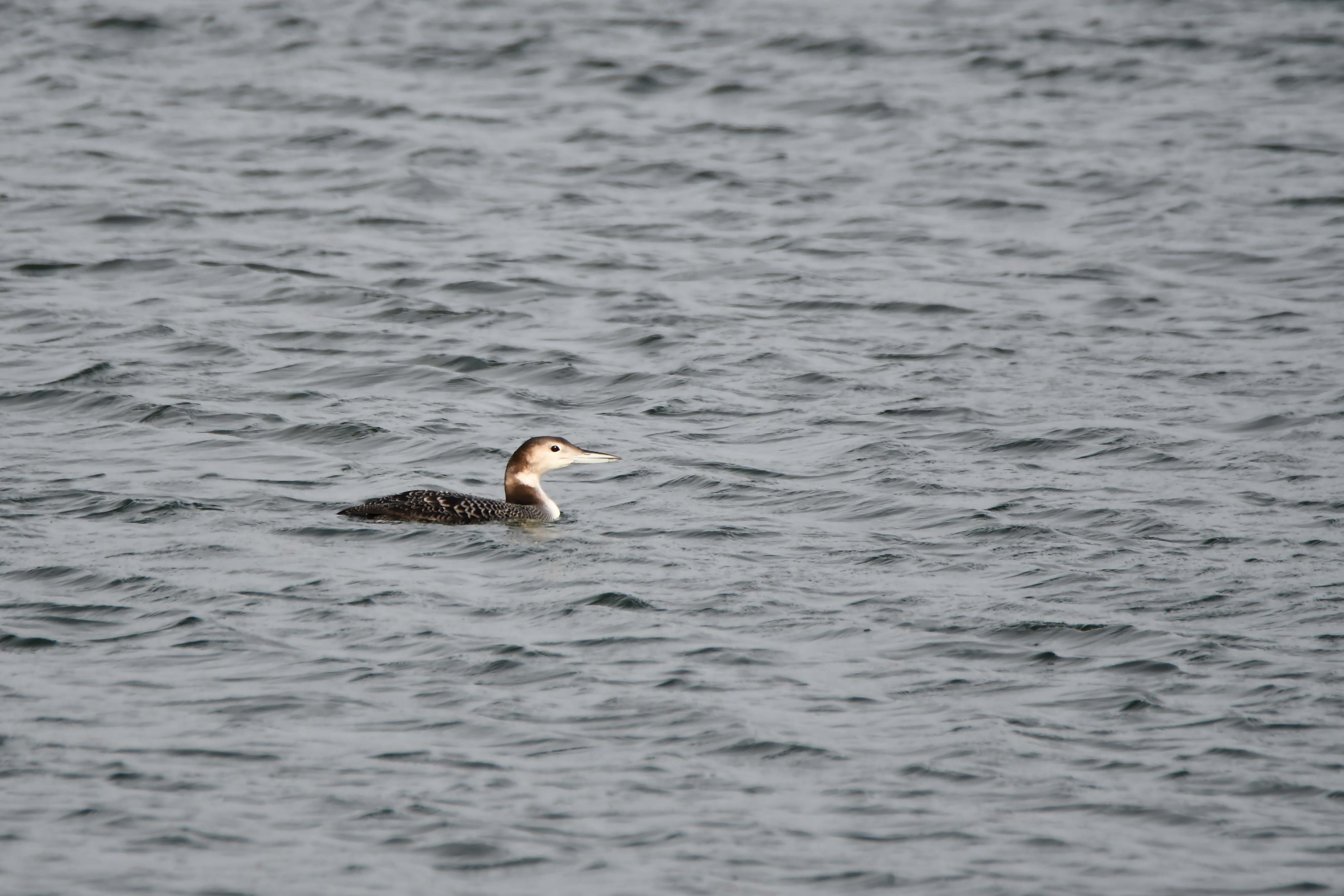 A common loon floating on the water